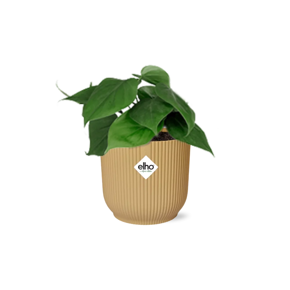 Philodendron Scandens – Luftreinigende Zimmerpflanze