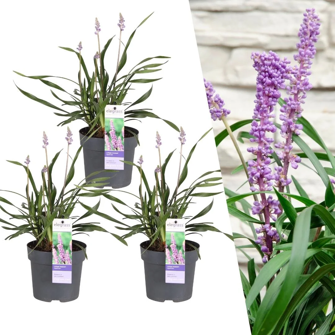 Liriope muscari 'Ingwersen' – Set mit 3 Pflanzen