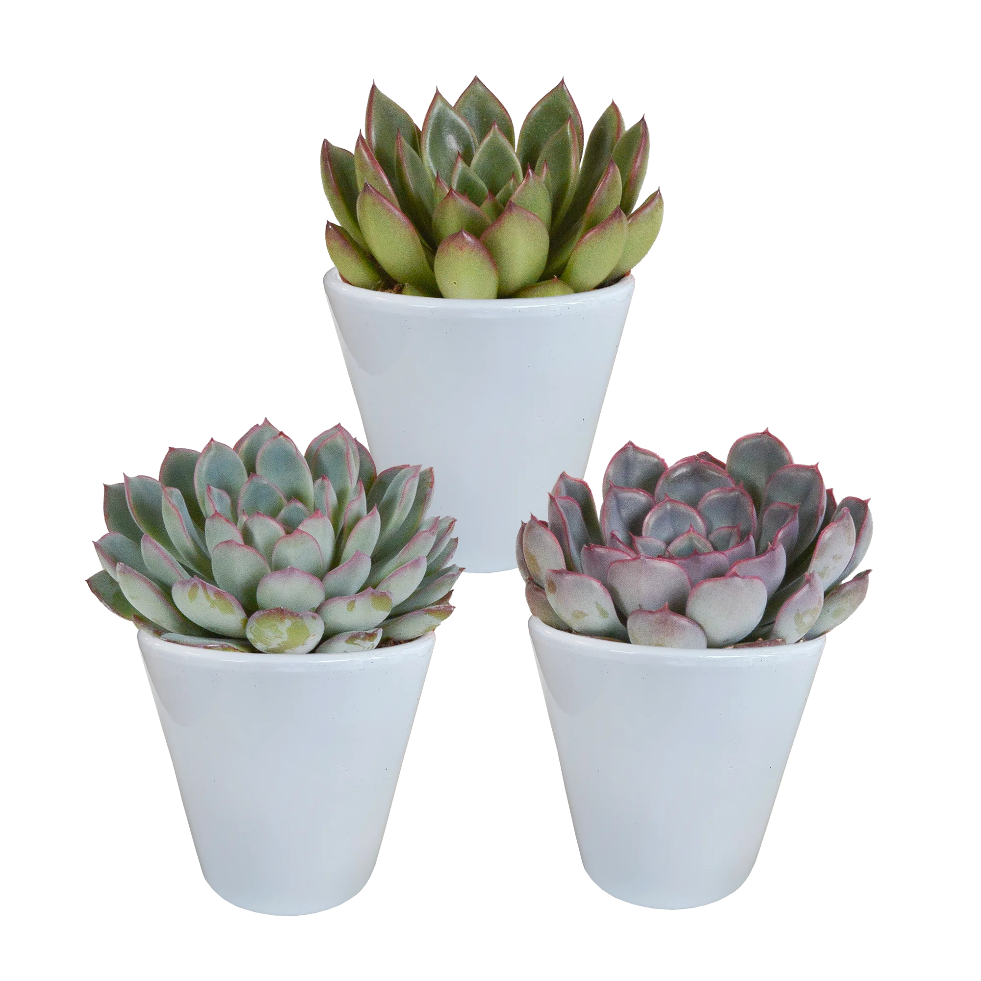 Echeveria-Mix – Bunte Sukkulenten im weißen Topf