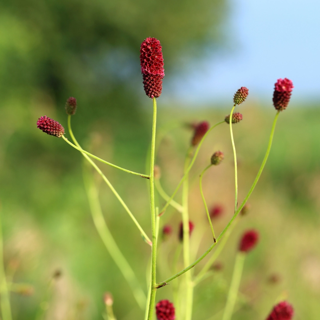 Sanguisorba officinalis ‘Tanna’