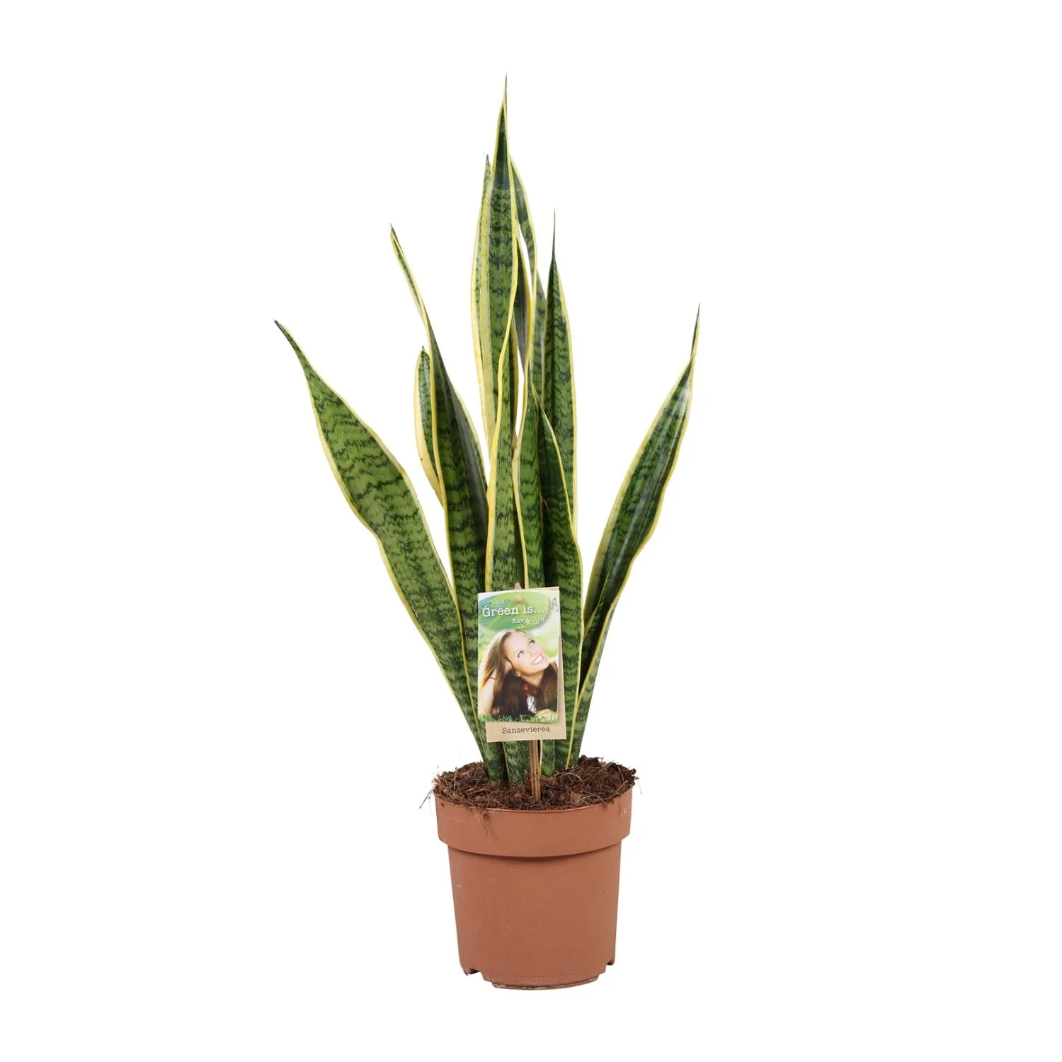 Sansevieria trifasciata Laurentii - Schwiegermutterzunge