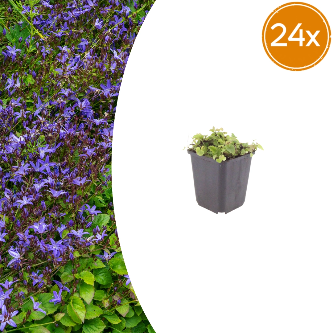 Campanula poscharskyana - Polster-Glockenblume