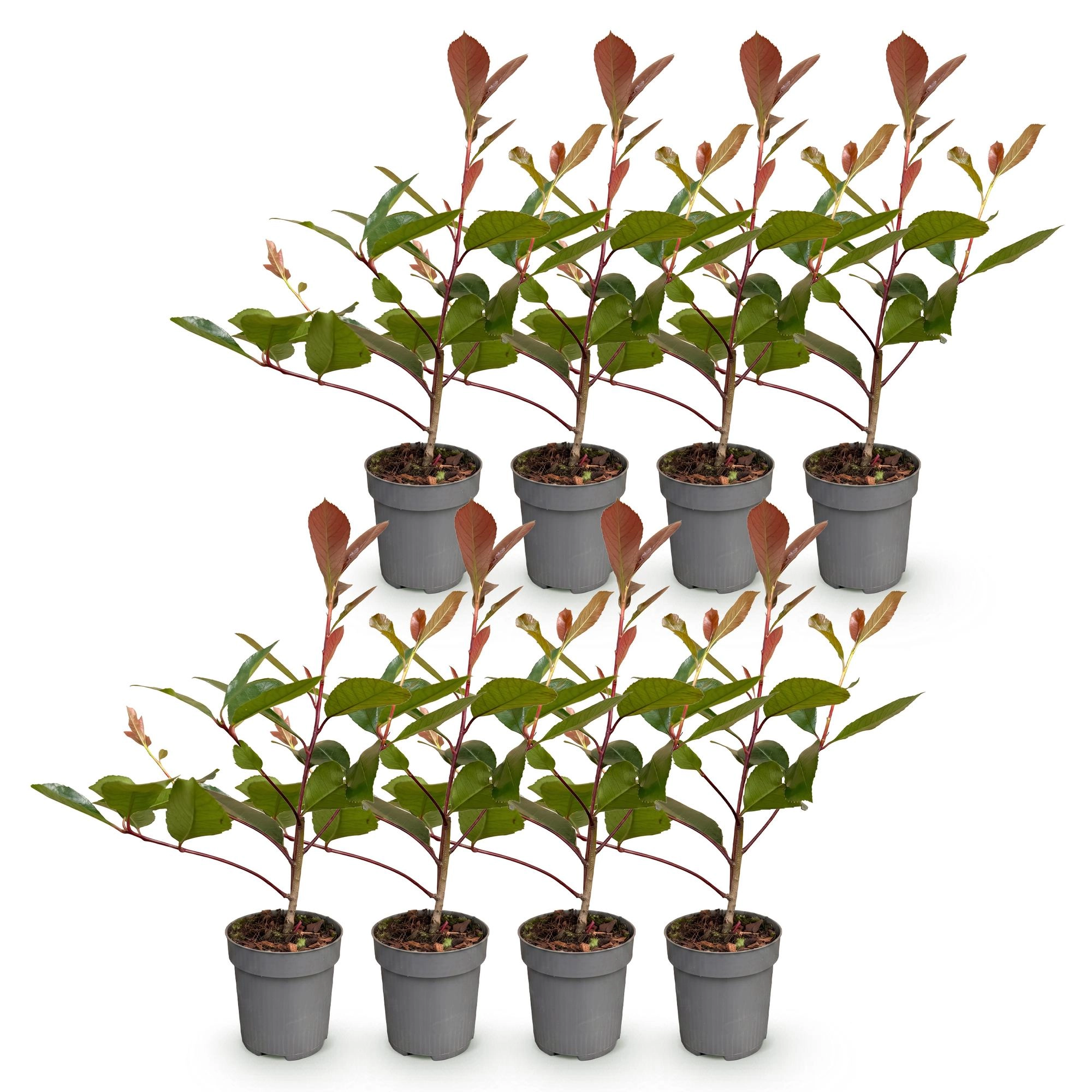 8x Photinia fraseri Red Robin - Glanzmispel - Heckenpflanzen - Immergrün - Rot - Topf 9cm - Höhe 25-35cm Bild 2