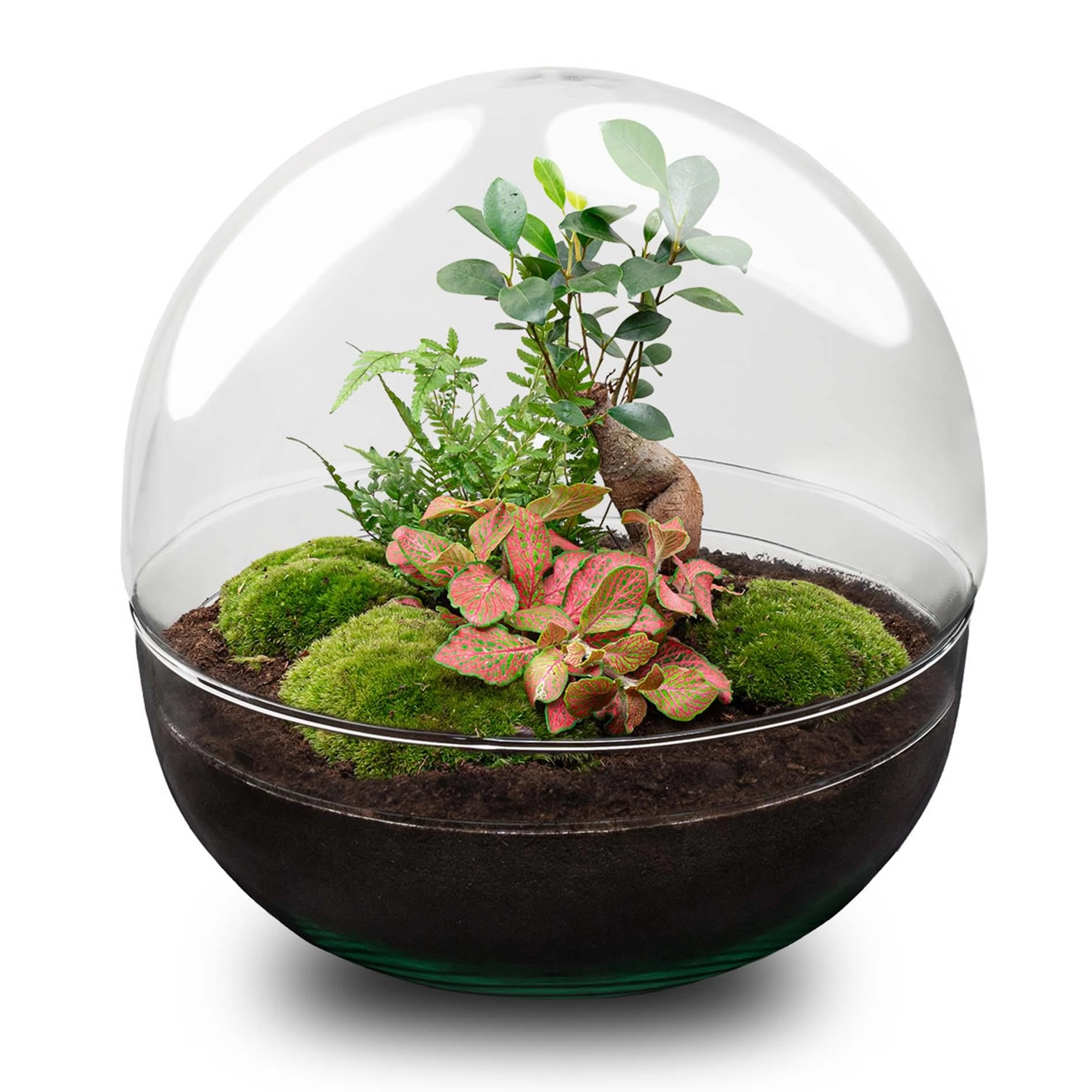 Do-It-Yourself Flaschengarten Set – Autarkes Mini-Ökosystem