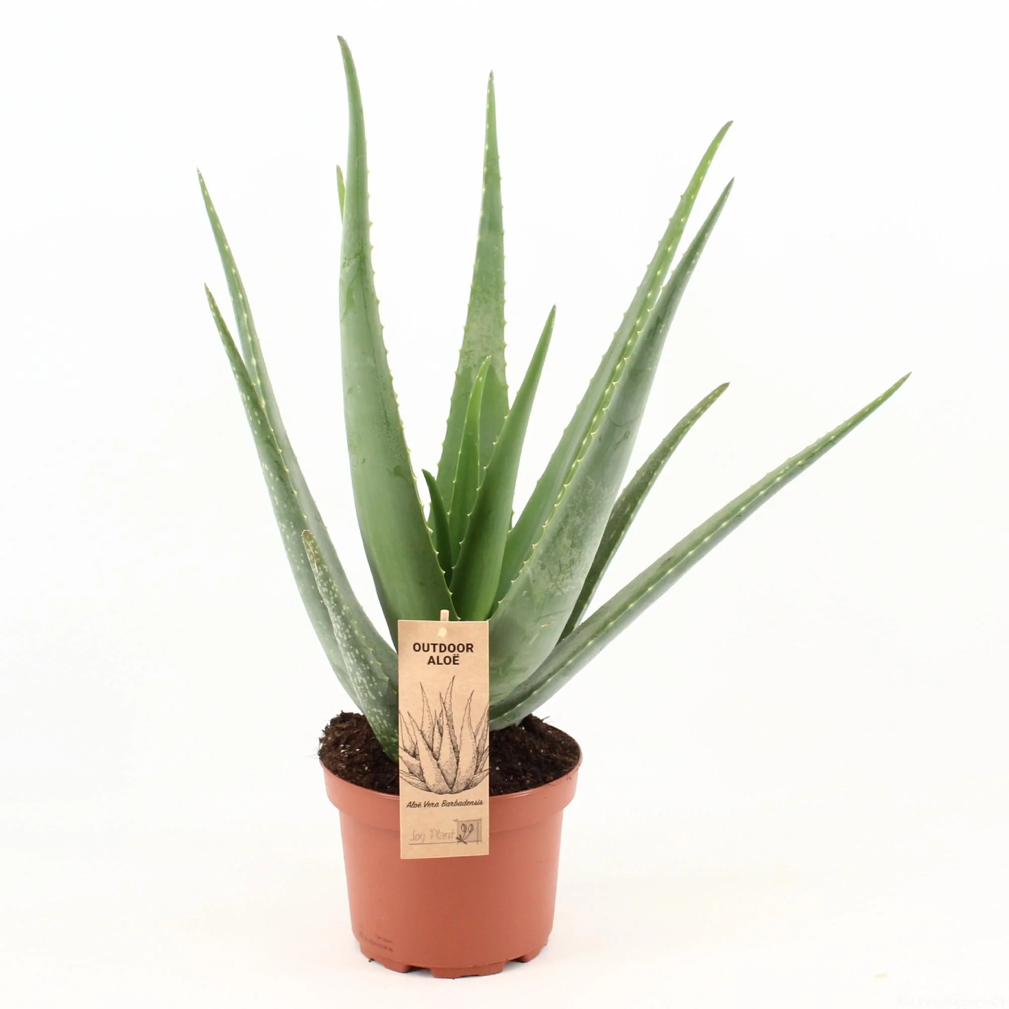 Aloe Vera - Ø19cm - ↕70cm Bild 1