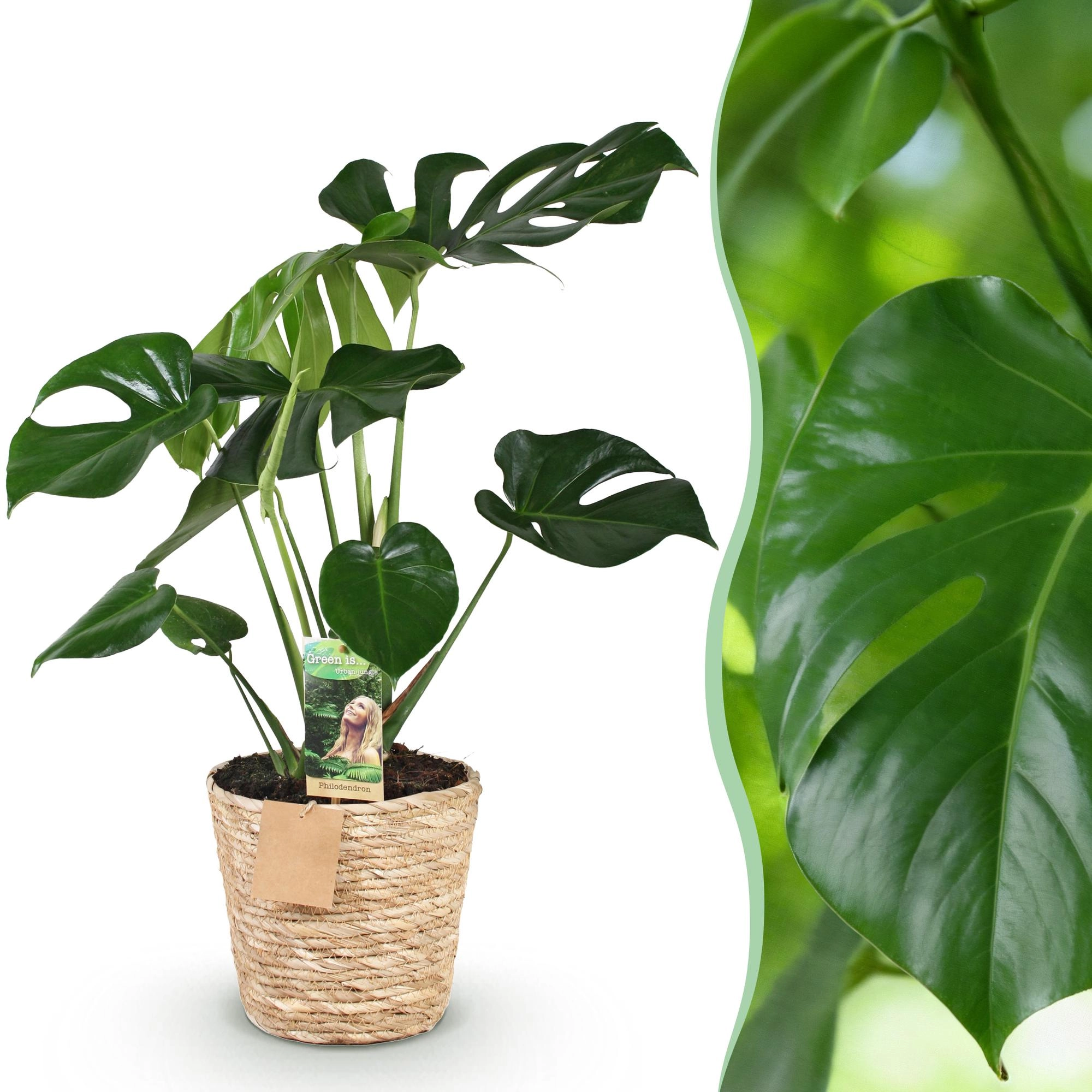 Monstera Deliciosa