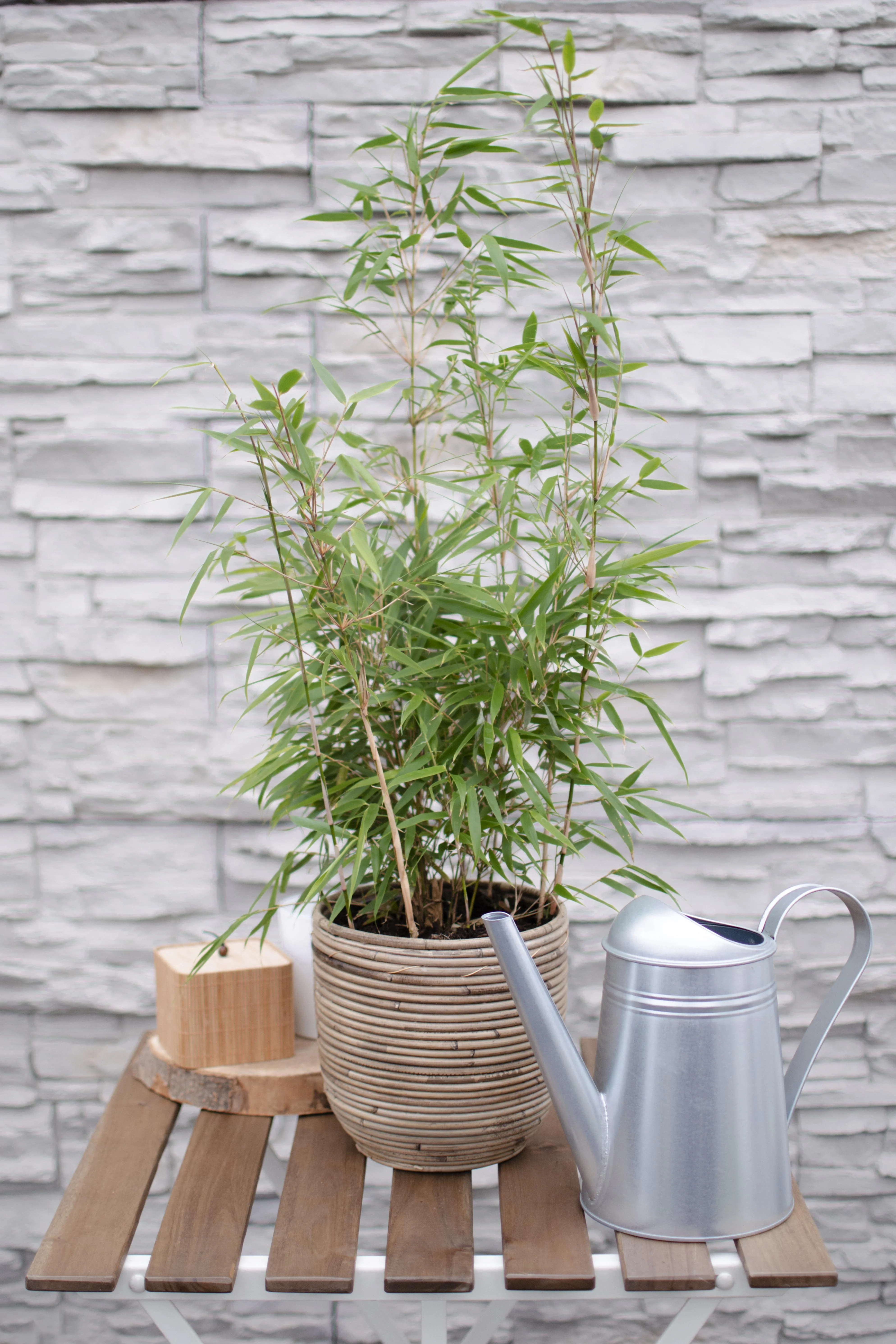 Fargesia rufa - Ø29cm - ↕80cm - Ø19 - ↨50-60cm Bild 2