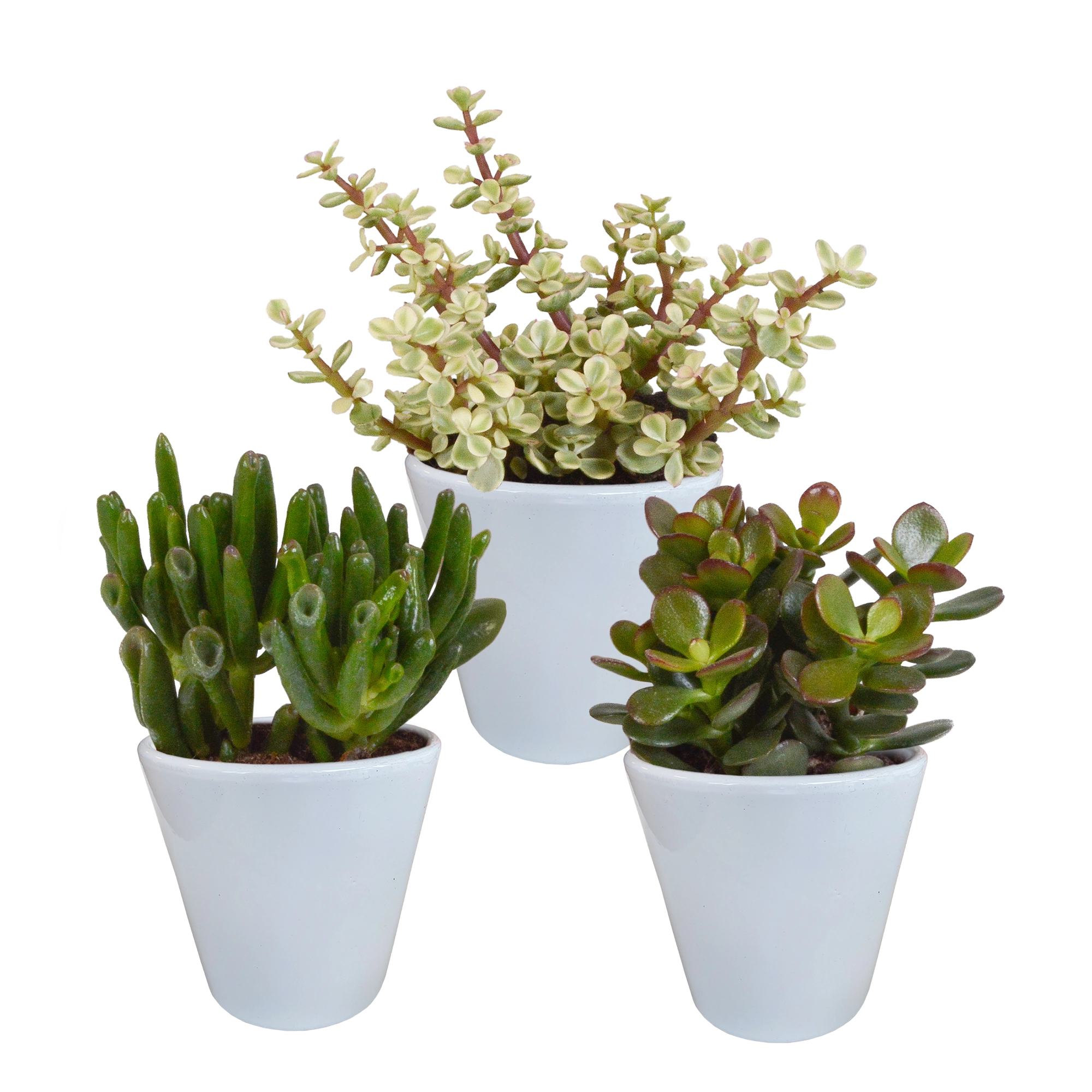 Crassula-Mischung im weißen Glas