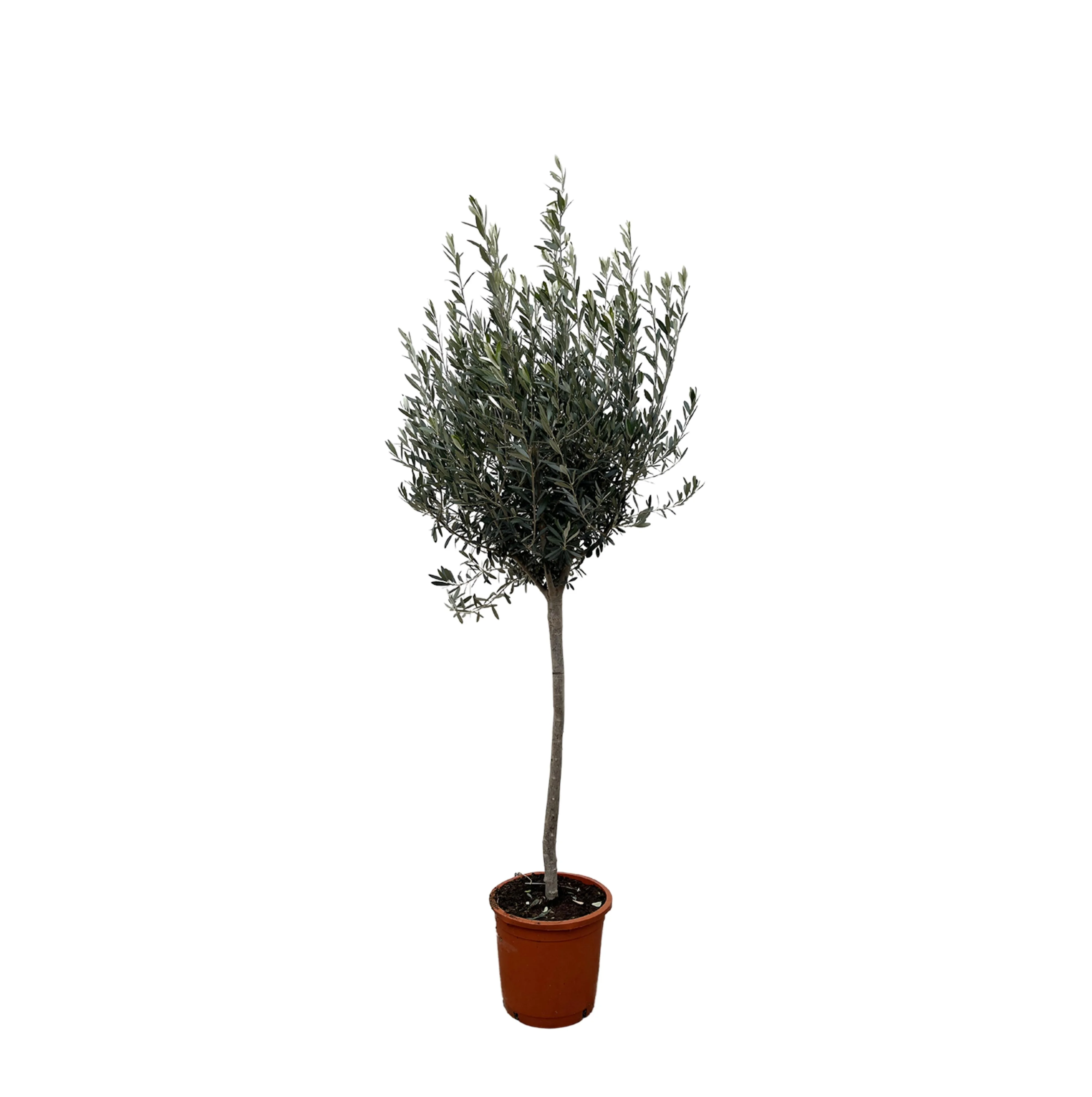 Olea Europaea on stem - 160cm- Ø24