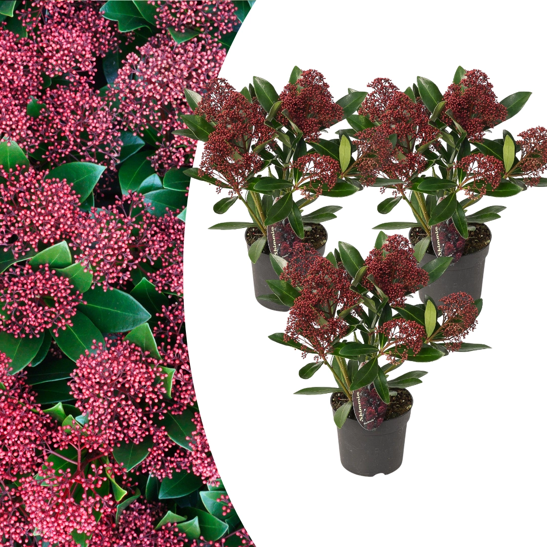 Skimmia 'Rubella' – Immergrüner Zierstrauch