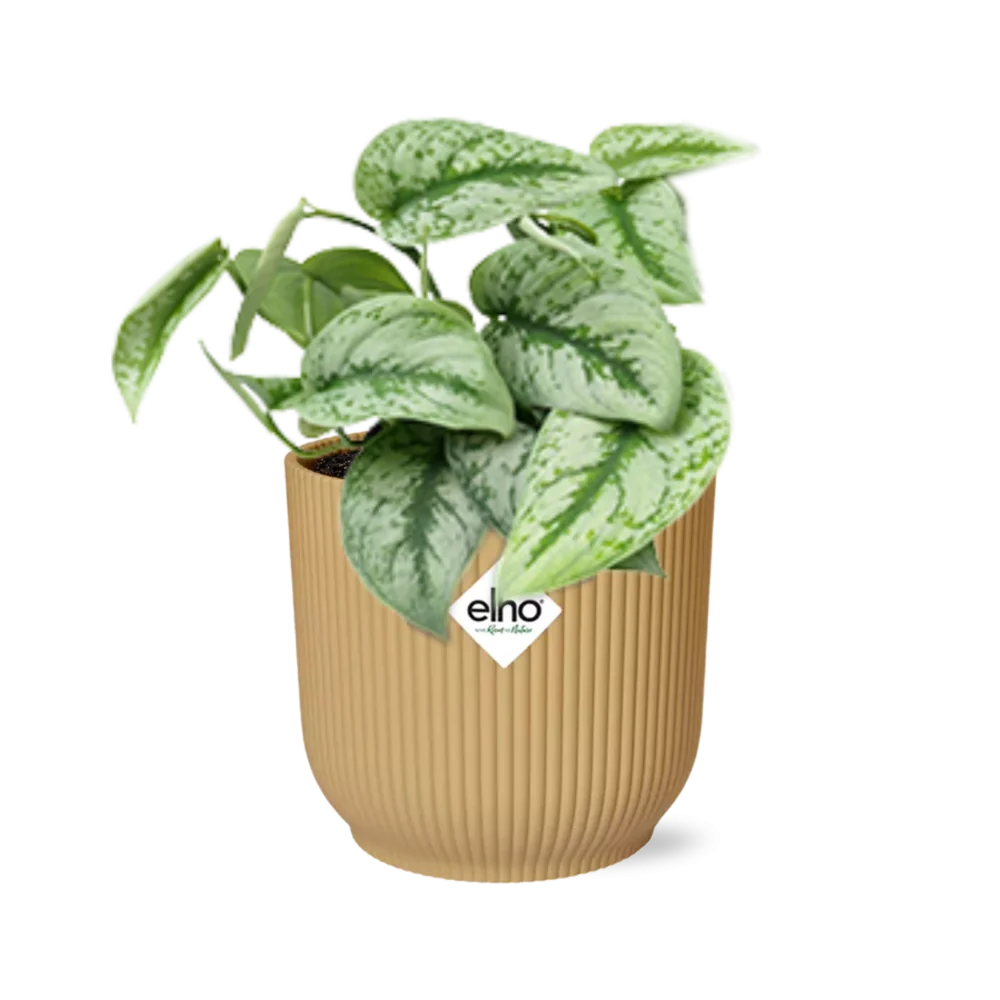 Scindapsus – Teufels-Efeu