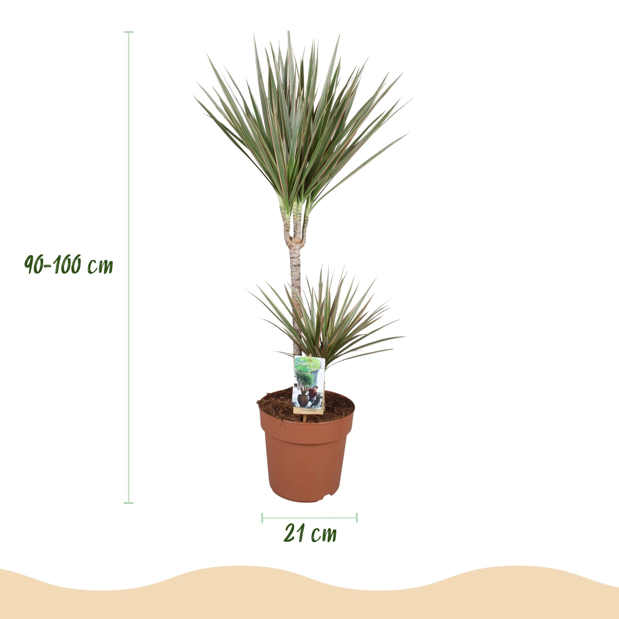 Dracaena Marginata Bicolor