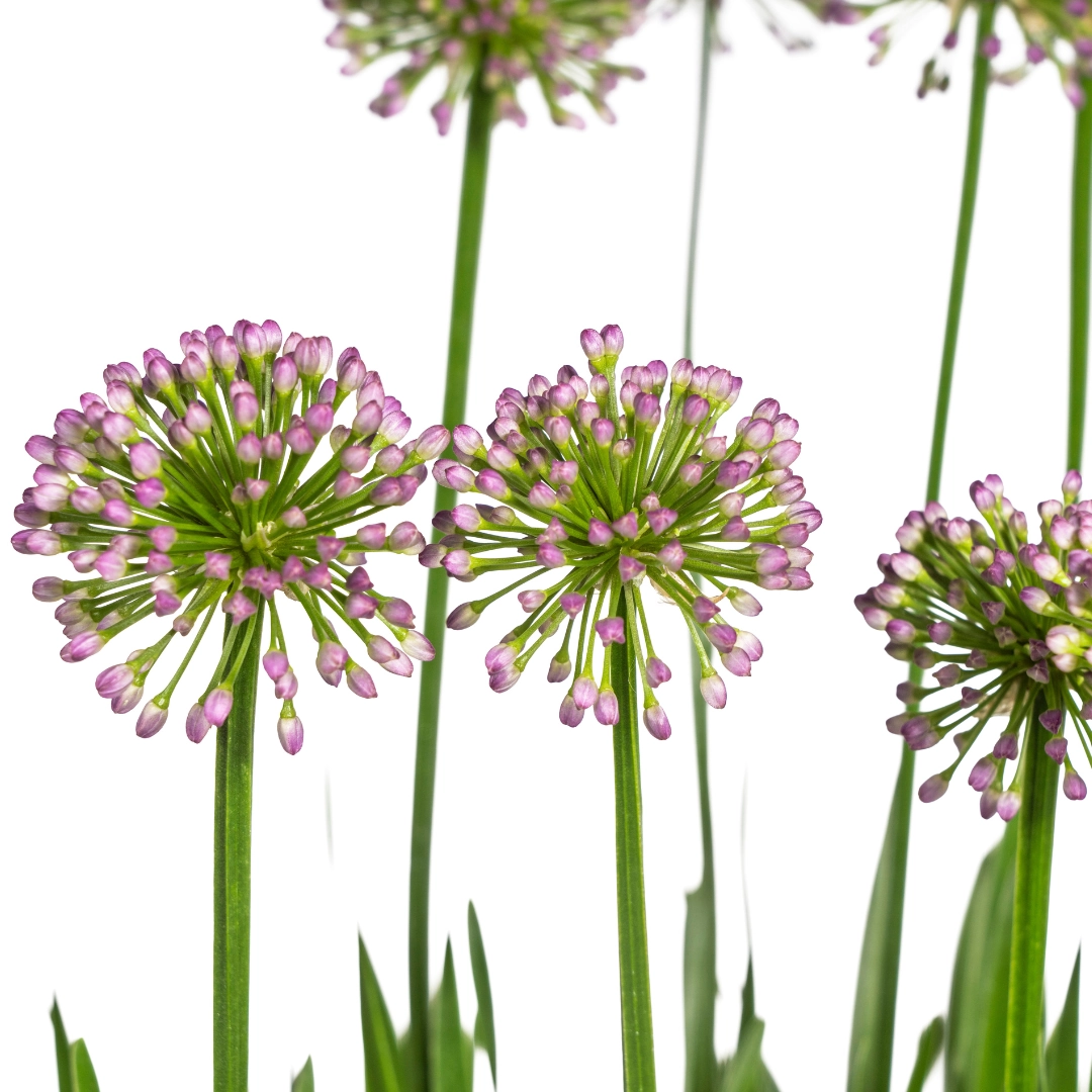 Allium senescens Millenium Ø19 cm - ↕60 cm Bild 2