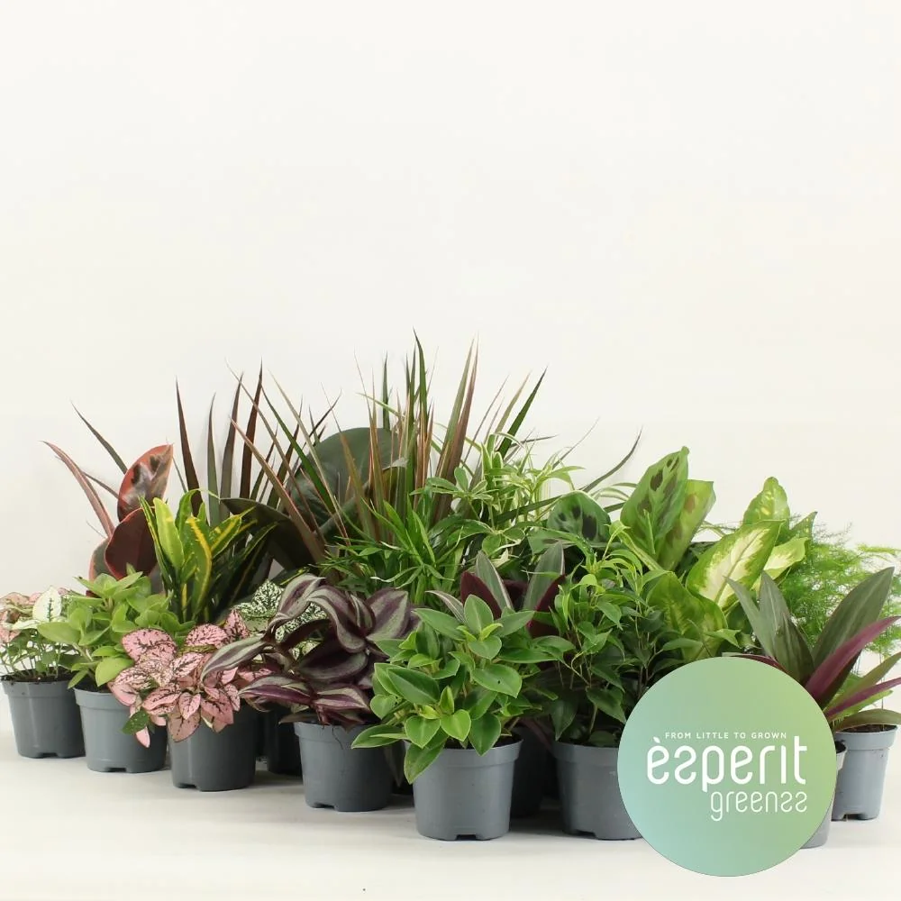Groenmix Greenss Set – 24 Künstliche Pflanzen