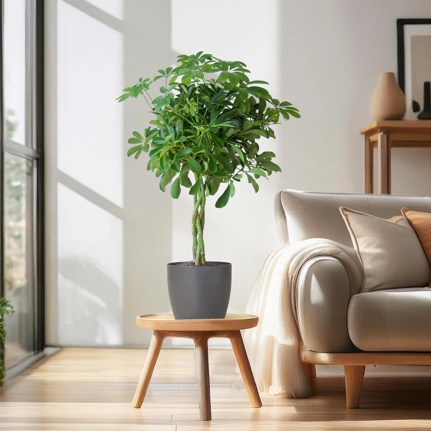 Schefflera Arab Nora mit Potter grau – 70 cm – Ø21 Bild 3
