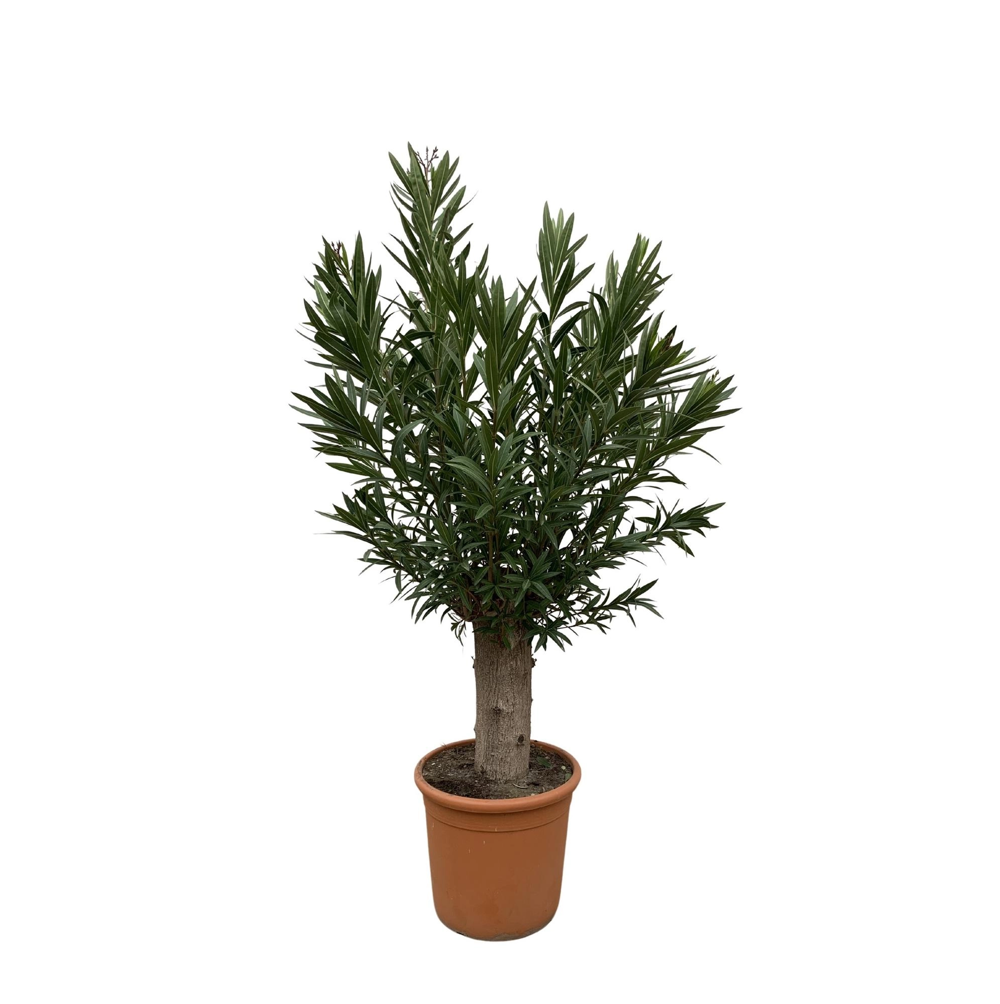 Nerium Oleander Bonsai - 190cm - ø45 Bild 1