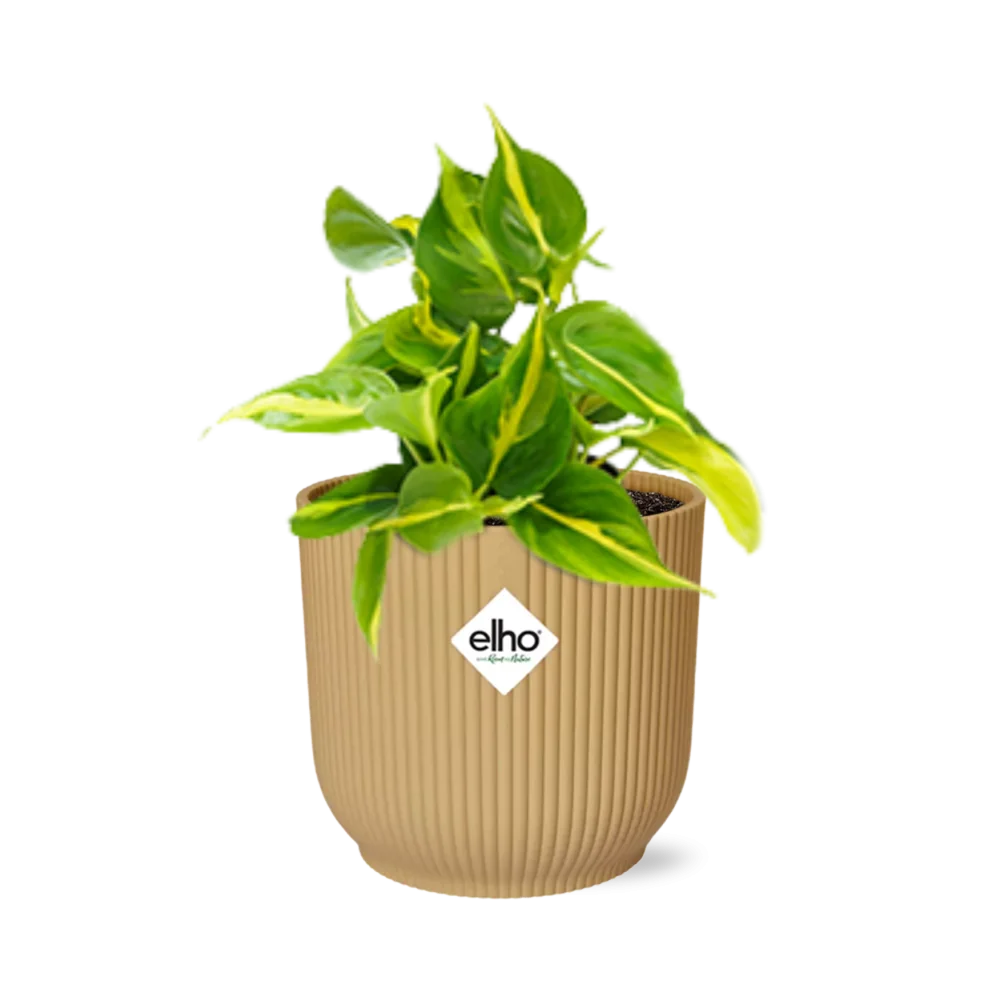 Philodendron Scandens ‘Brasil’