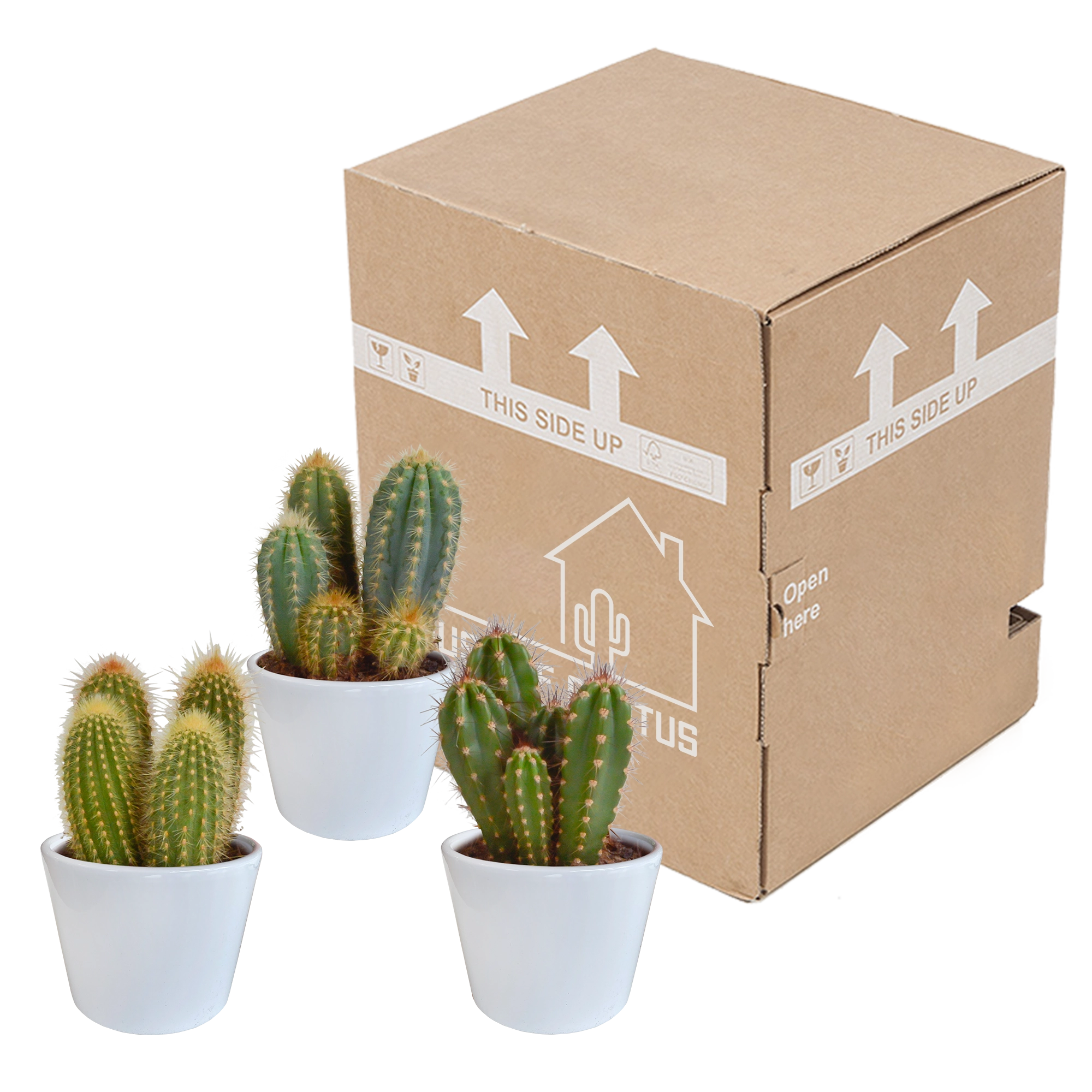 Cereus-Mischung 10,5 cm - 3x - im weißen Topf