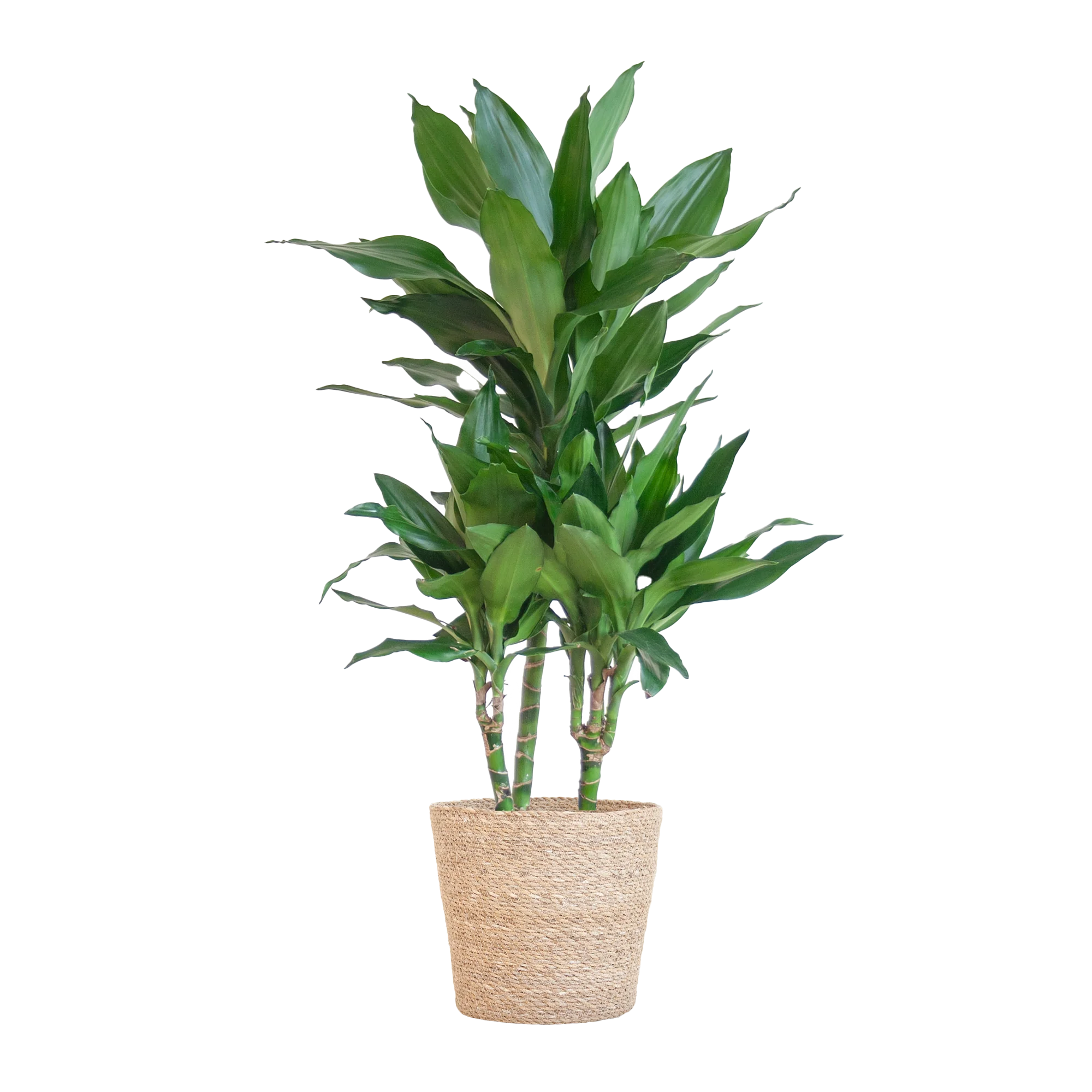 Dracaena Janet Lind – Luftreinigende Zimmerpflanze