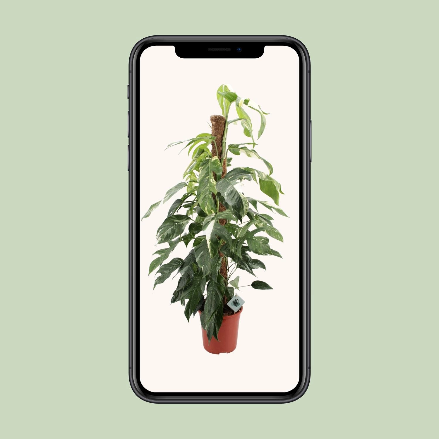Epipremnum Pinnatum 'Albo Variegata'