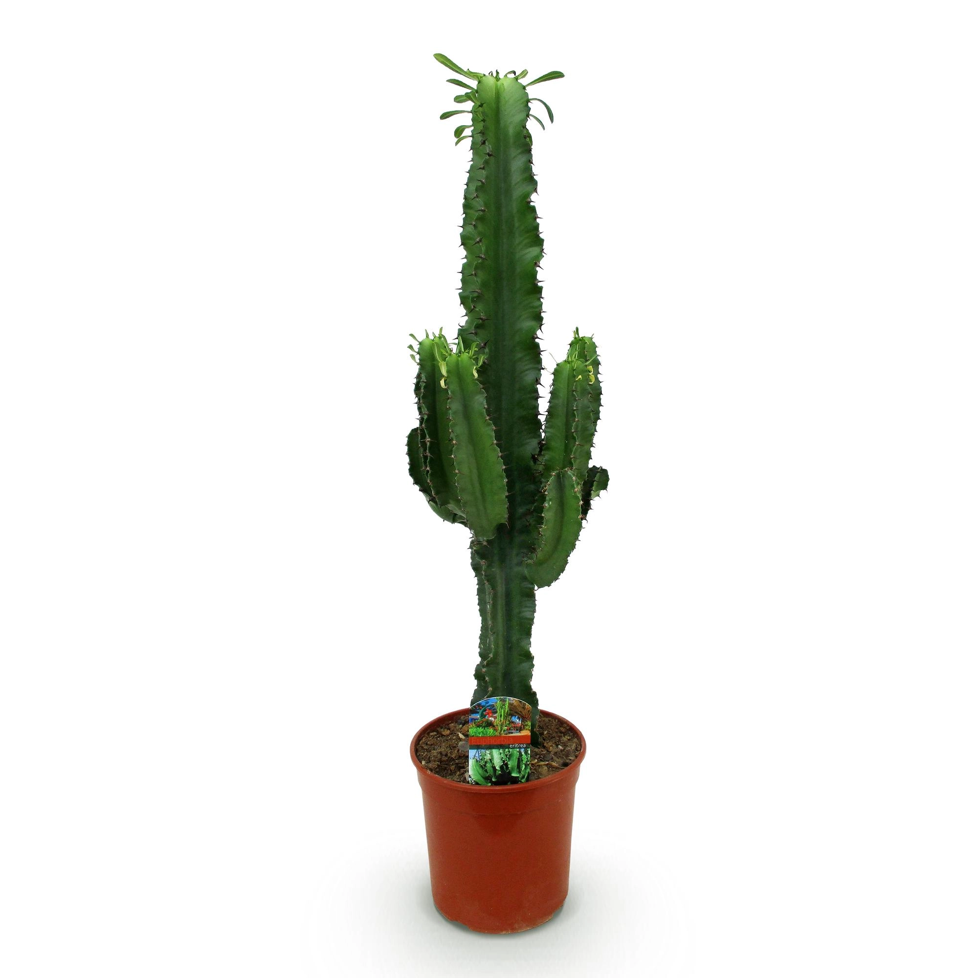 Euphorbia eritrea
