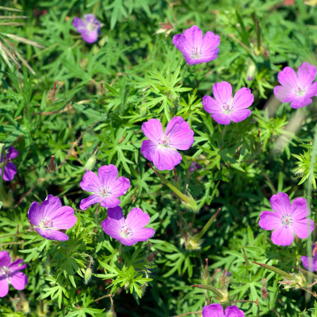 Geranium sanguineum – Blut-Storchschnabel