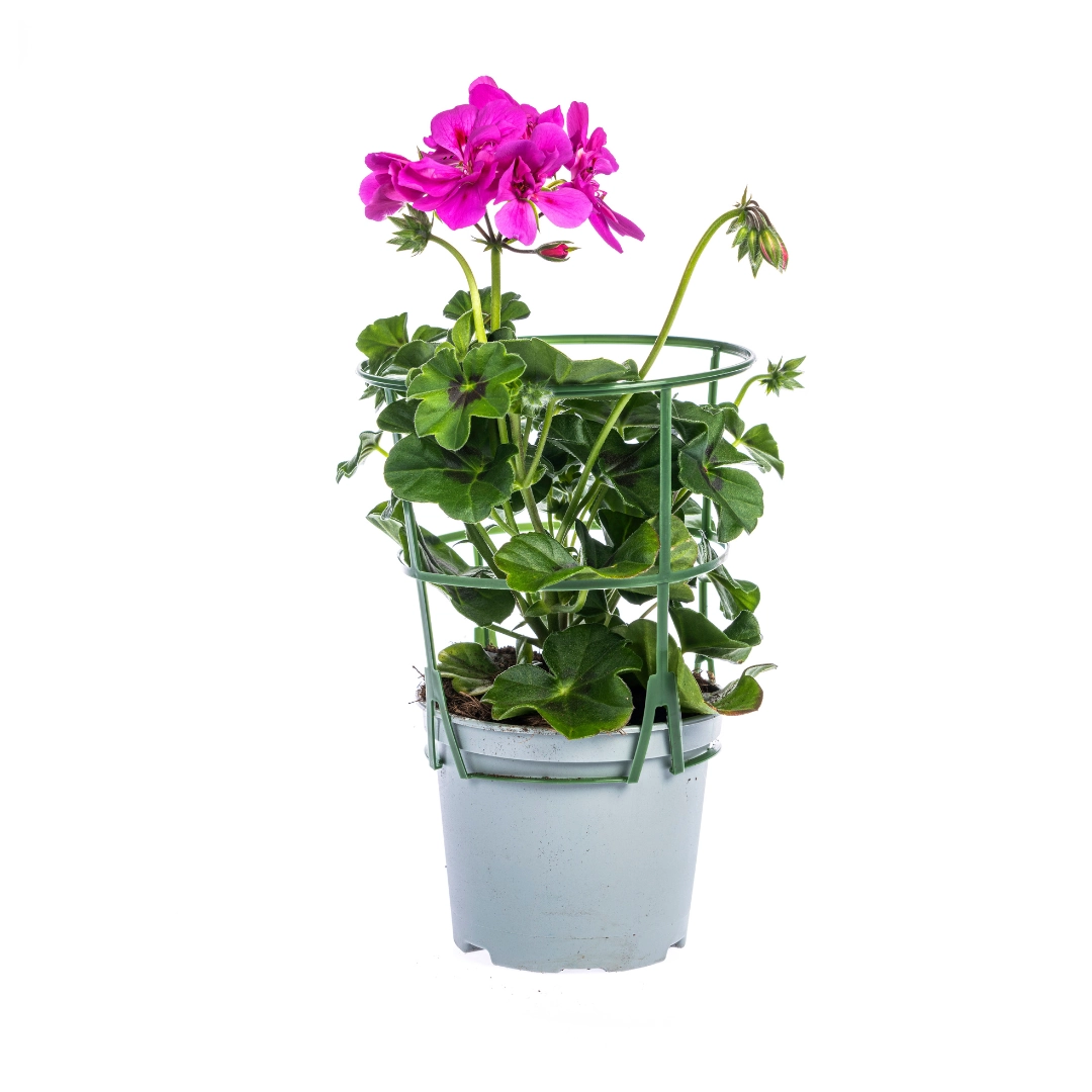Pelargonium peltatum Mix (Rot, Weiß, Mexica Ruby, Violett) – 8er Set