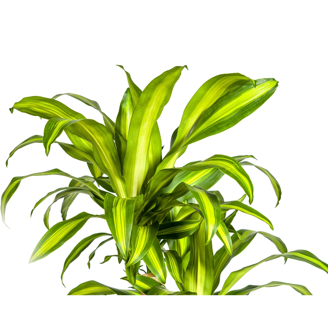 Dracaena Fragrans Massangeana Karussell Ø30cm - ↕130 - 150cm Bild 2