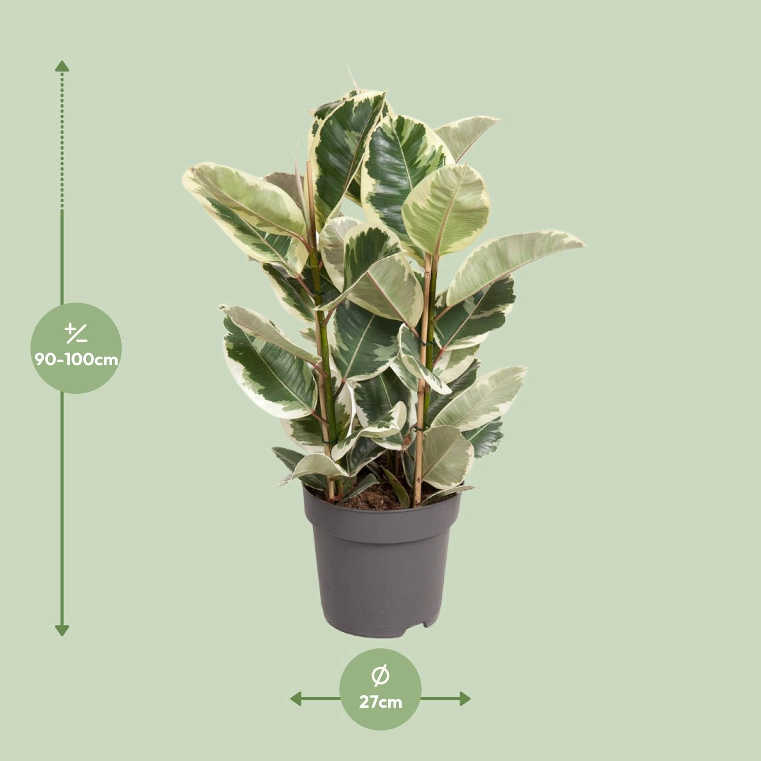 Ficus Elastica Tineke - Ø27cm - ↕100cm Bild 2