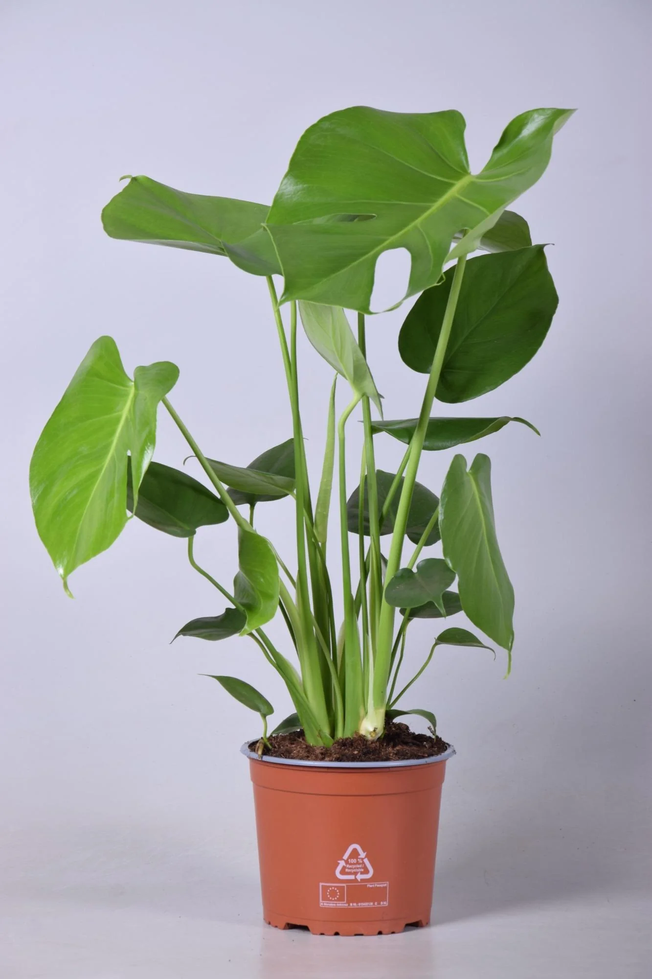 Monstera Deliciosa – Tropisches Flair für dein Zuhause