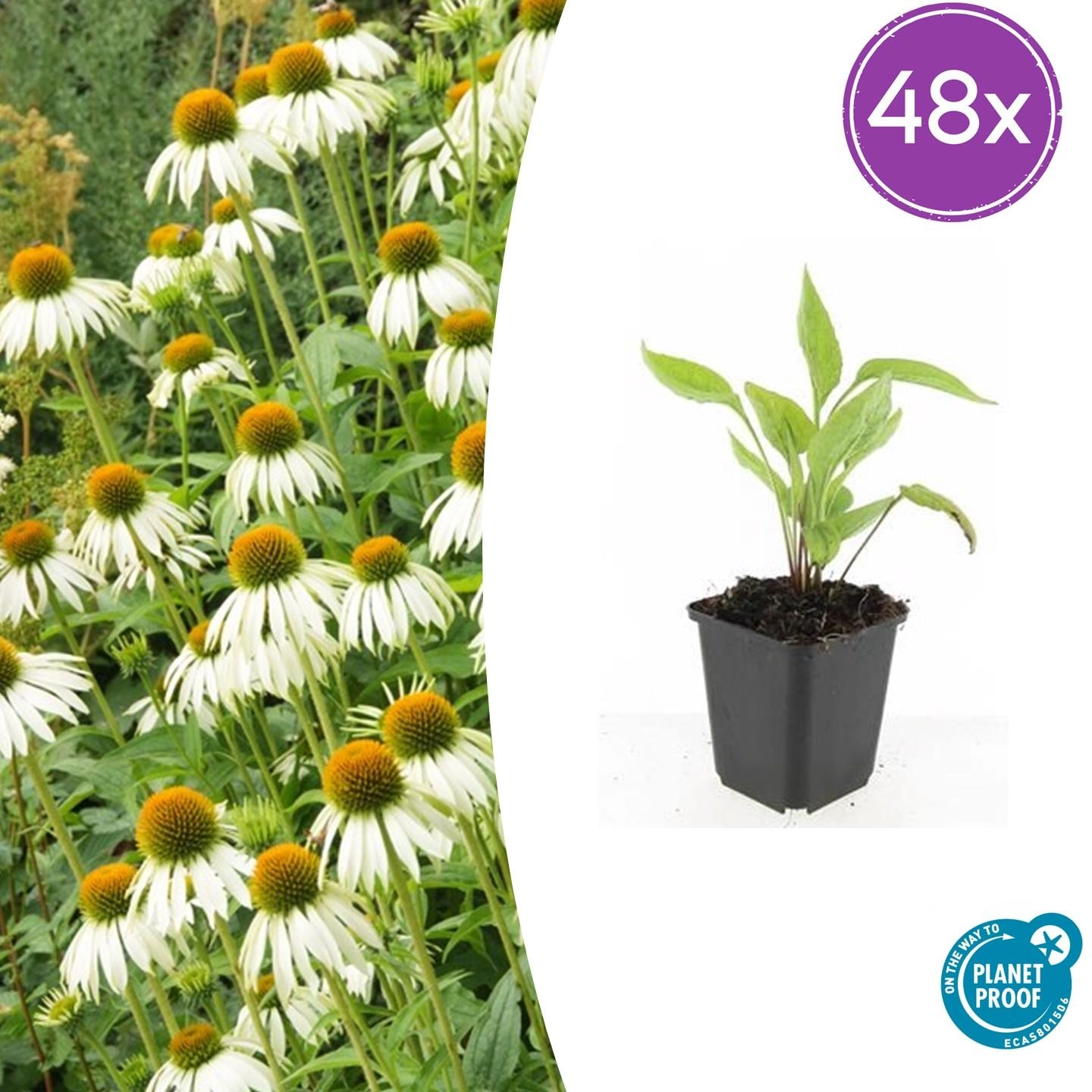 Echinacea purpurea 'White Swan'