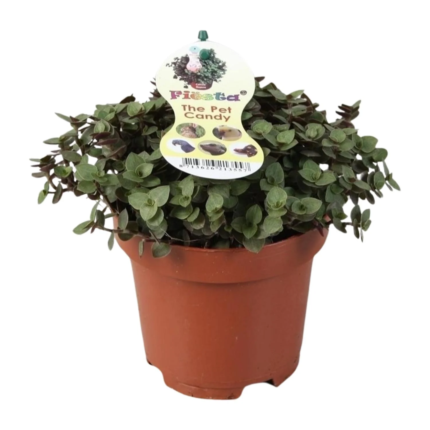 Zollpflanze (Calissia Repens) - Pflegeleichte Zimmerpflanze