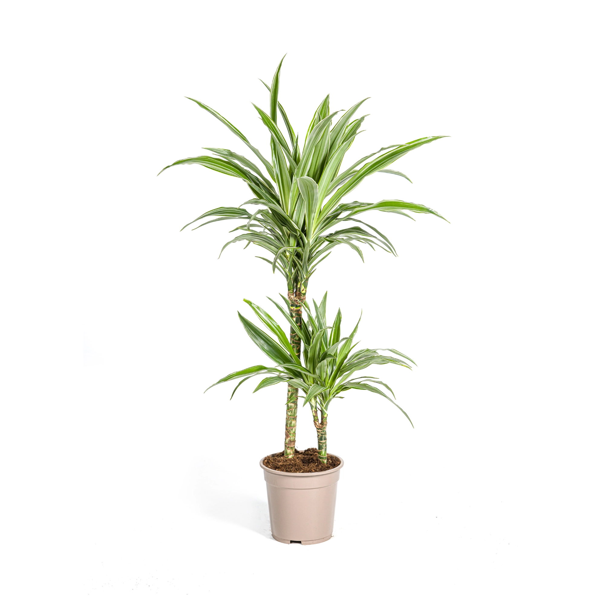 Dracaena Deremensis White Stripe