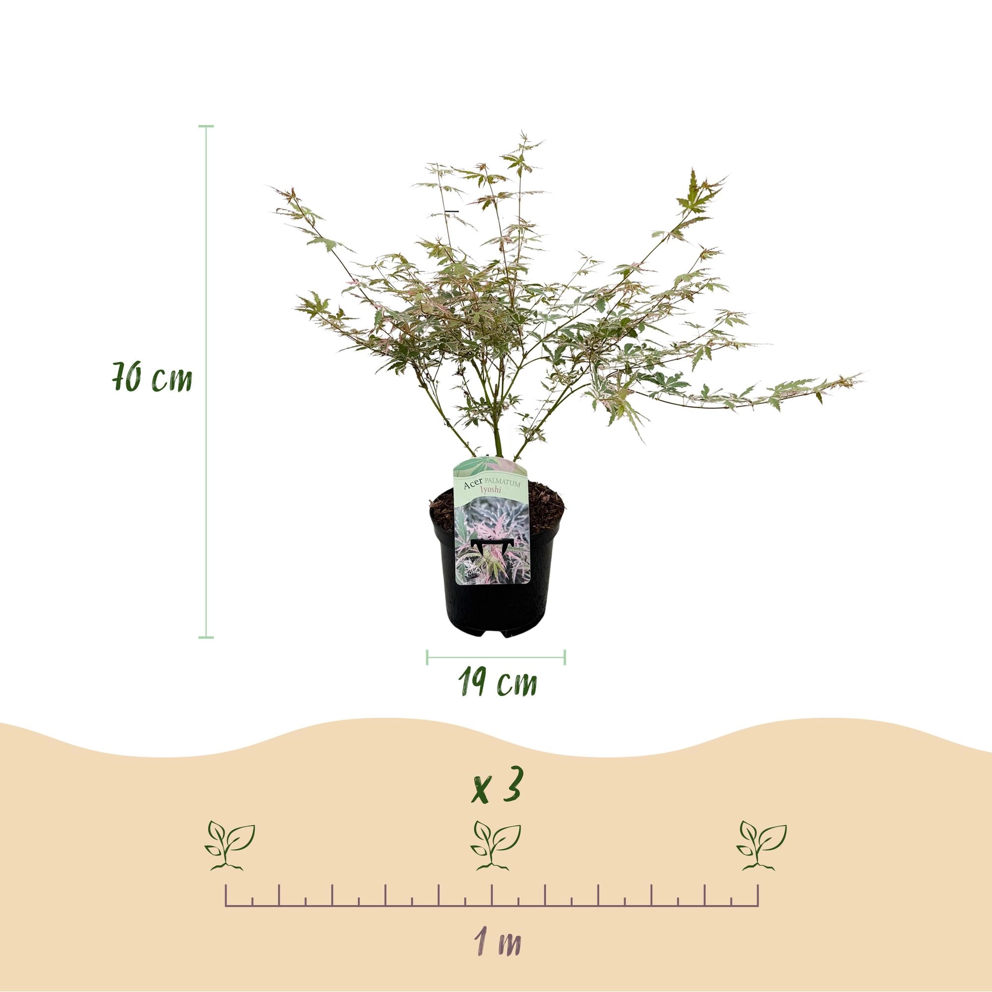 Acer palmatum Iyoshi – 19 cm Topf, 70 cm