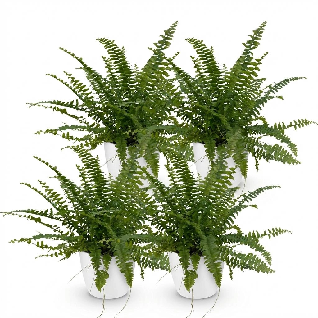 Nephrolepsis exaltata Green Lady