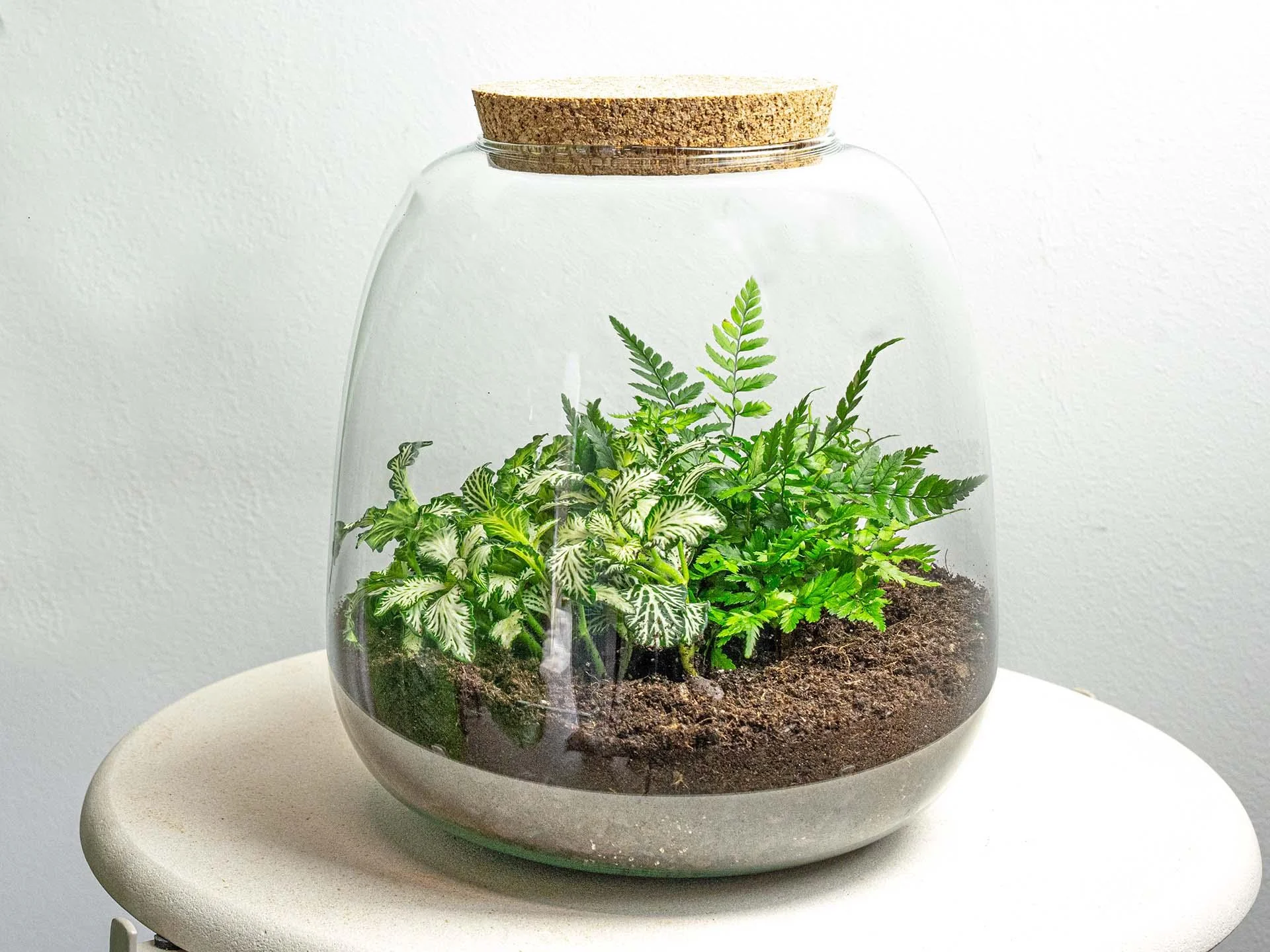 DIY Pflanzen-Terrarium – Deine grüne Oase