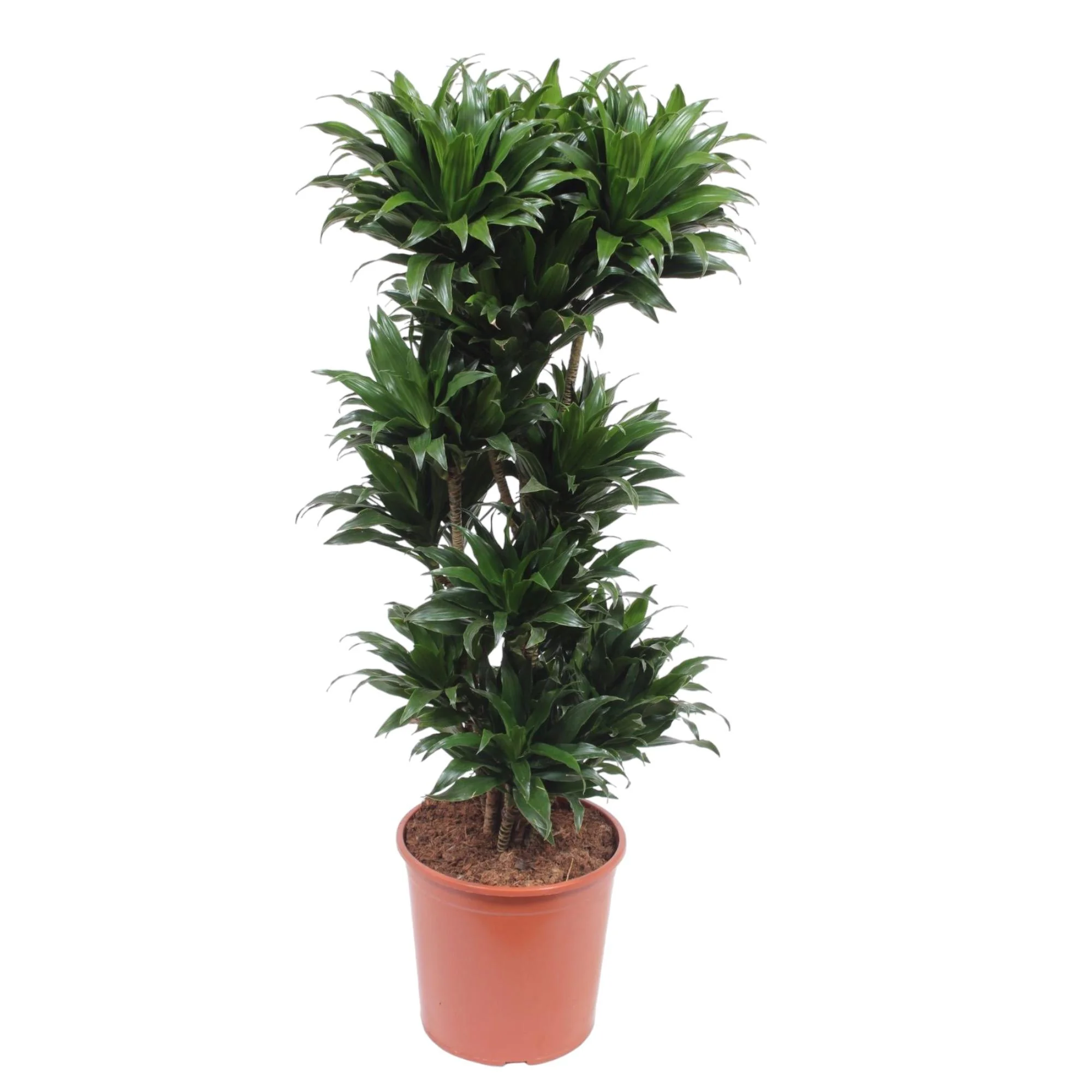 Dracaena Compacta – Robuste Zimmerpflanze