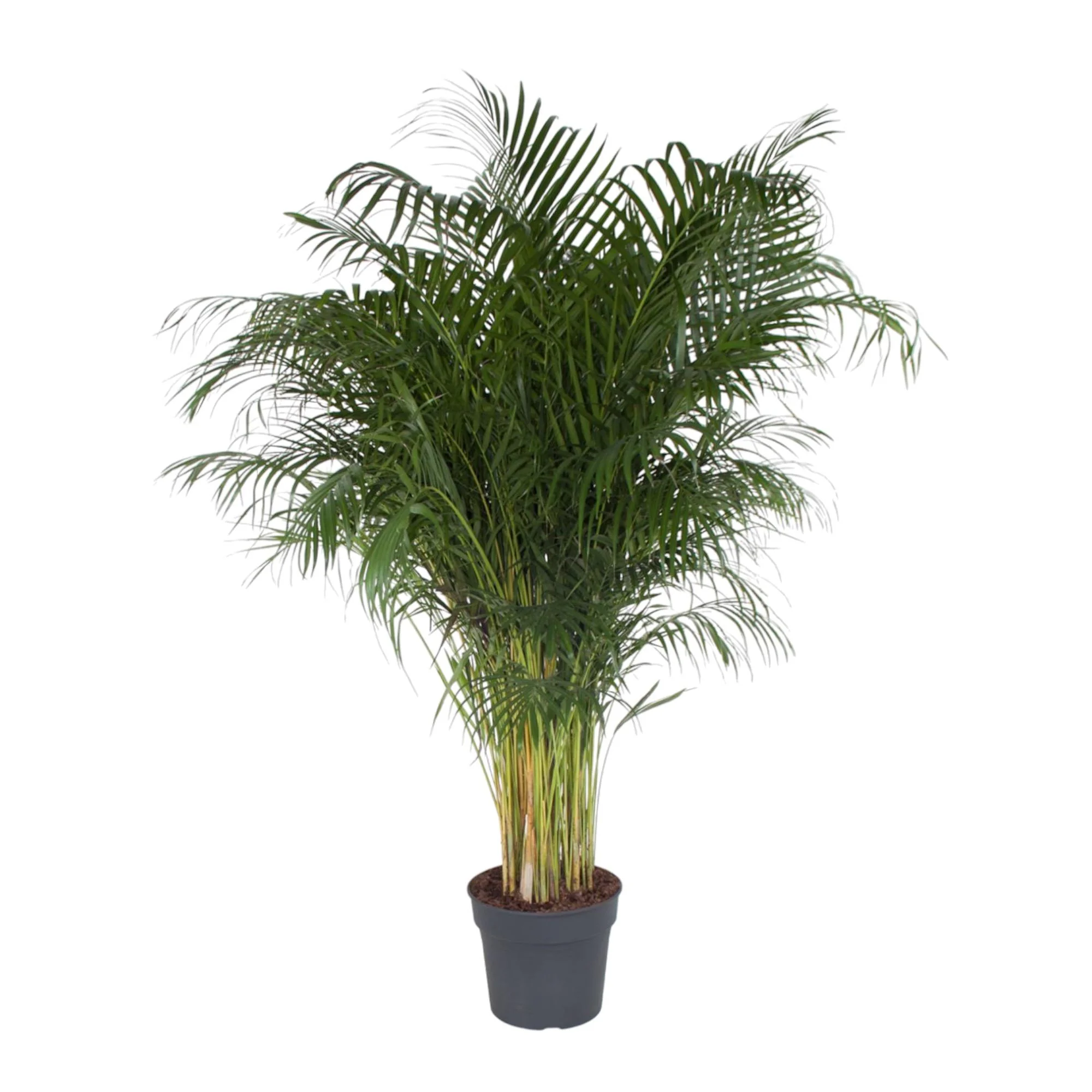 Dypsis Lutescens - 200 cm - ø34 Bild 1