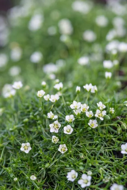 Sagina subulata - Irisches Moos