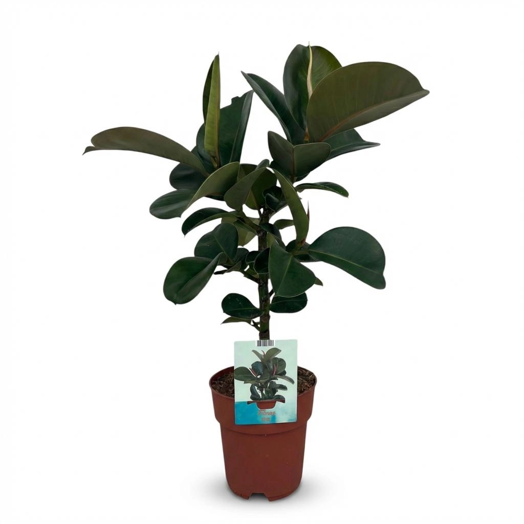 Ficus Elastica Cloe - Gummibaum