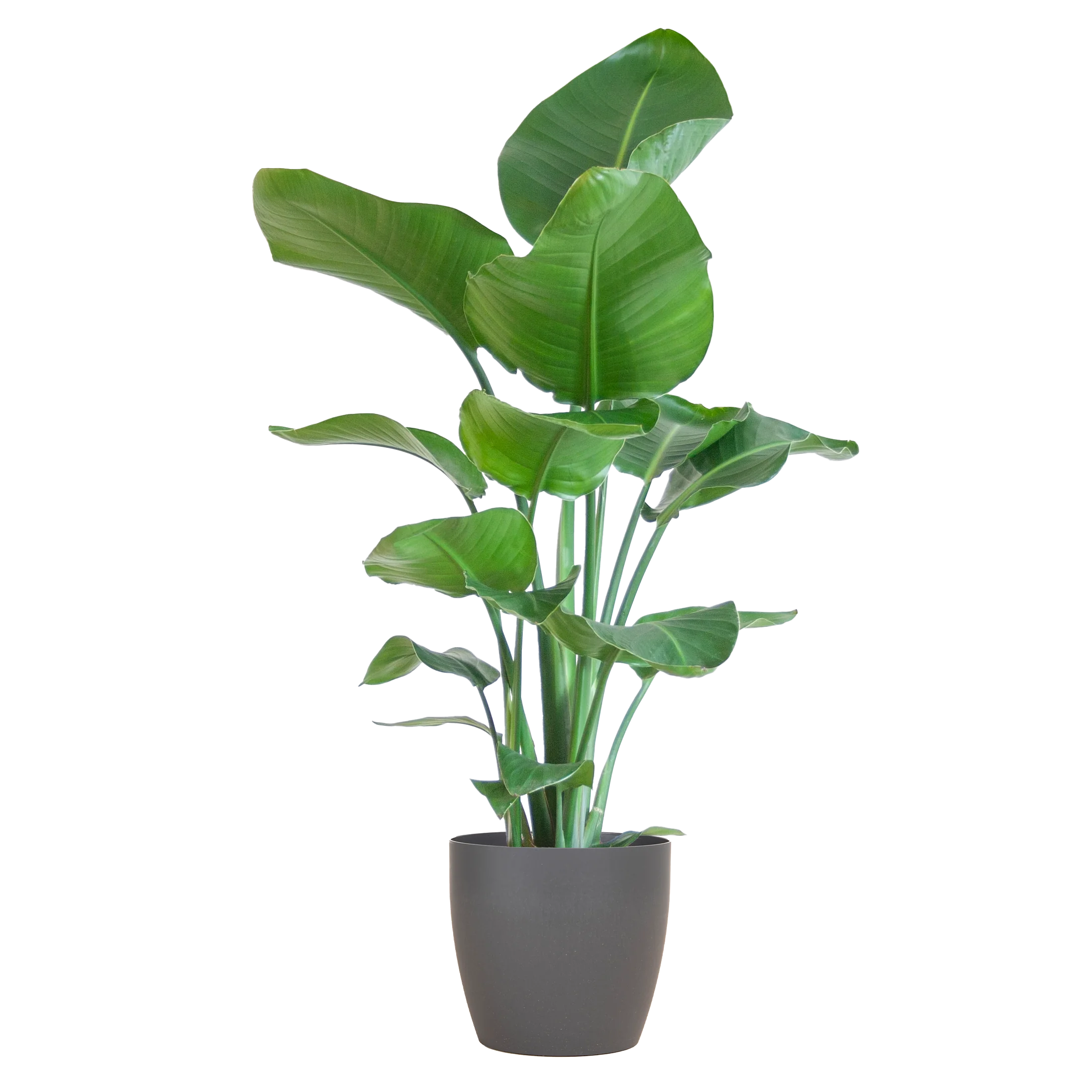 Strelitzia Nicolai – Paradiesvogelpflanze