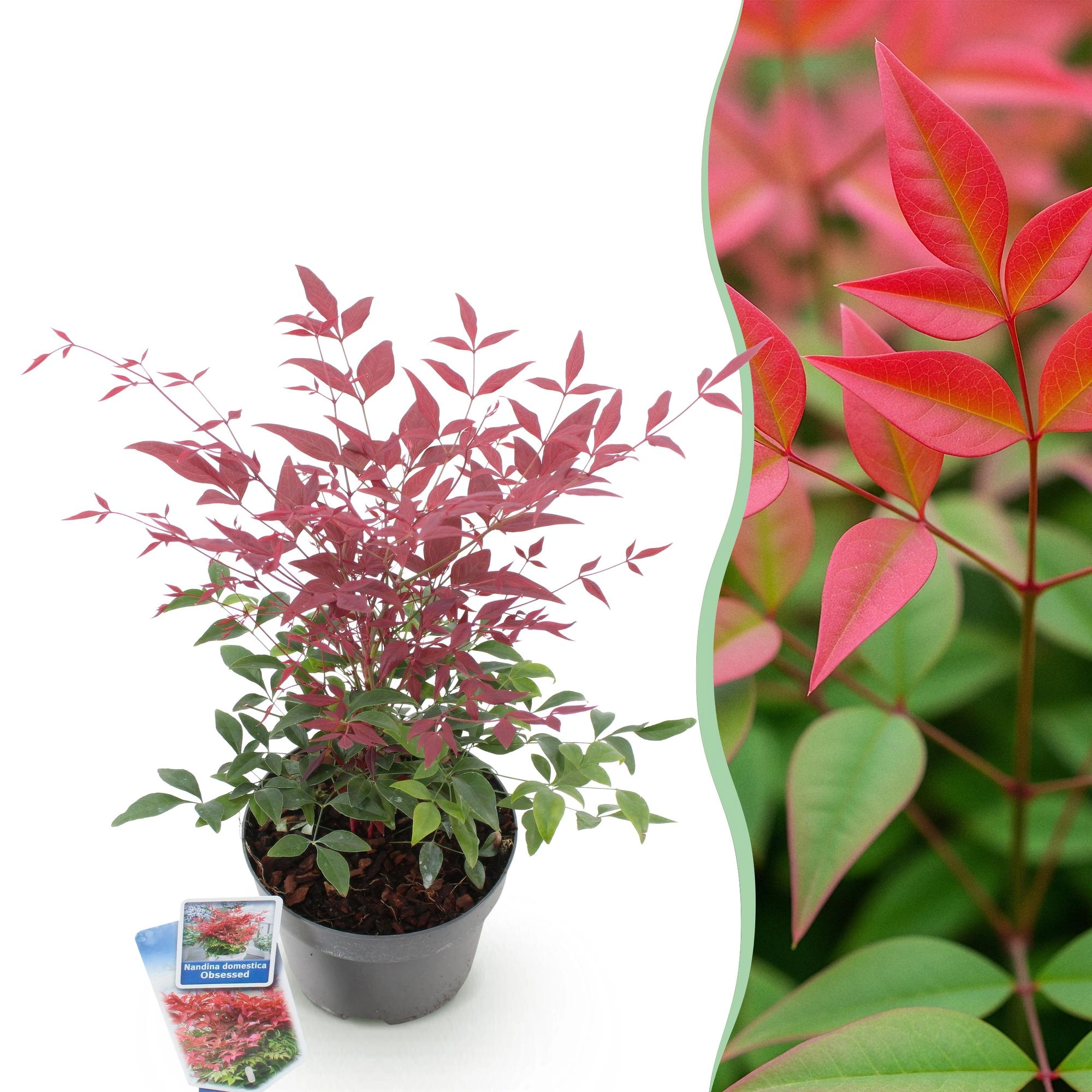 Nandina domestica Obsessed