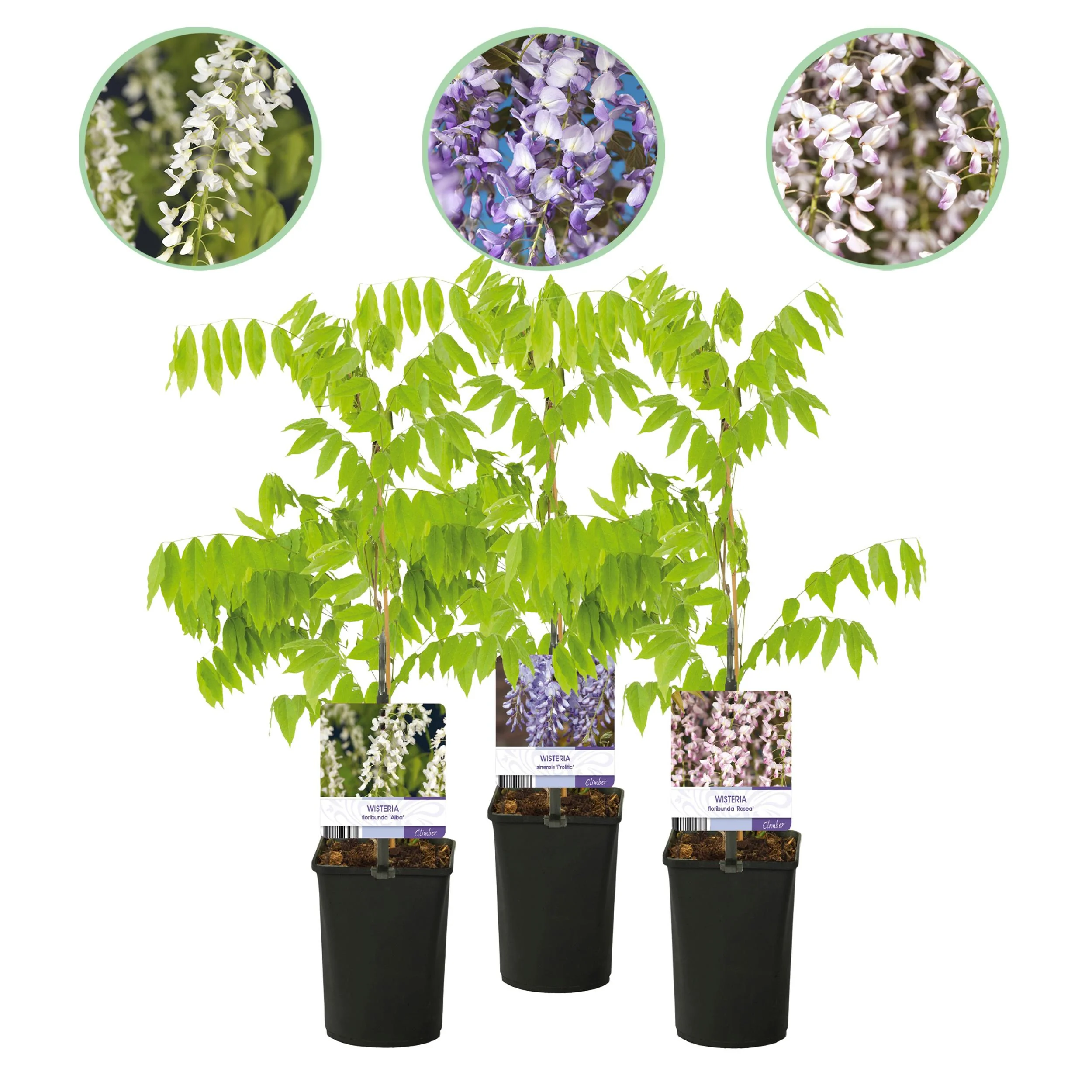 Green boutiQ - Blauwe regen - Wisteria floribunda Tricolour - Bloemen Blauw Roze Wit - 3 Pflanzen - Topf 11cm Höhe 40cm
