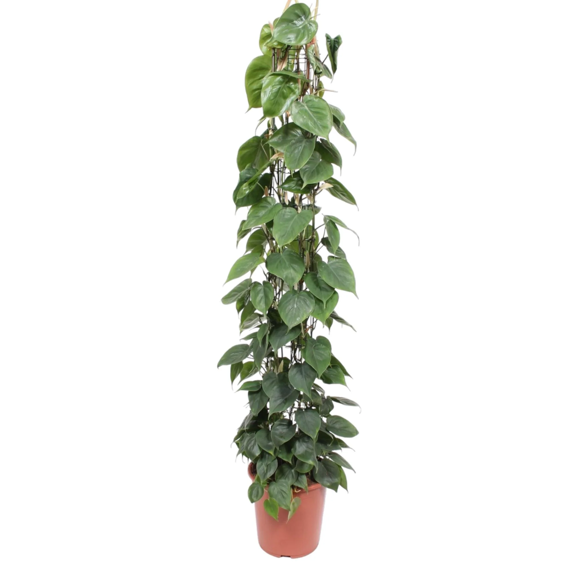 Philodendron Scandens wire mesh rack - 160 cm - ø27 Bild 1