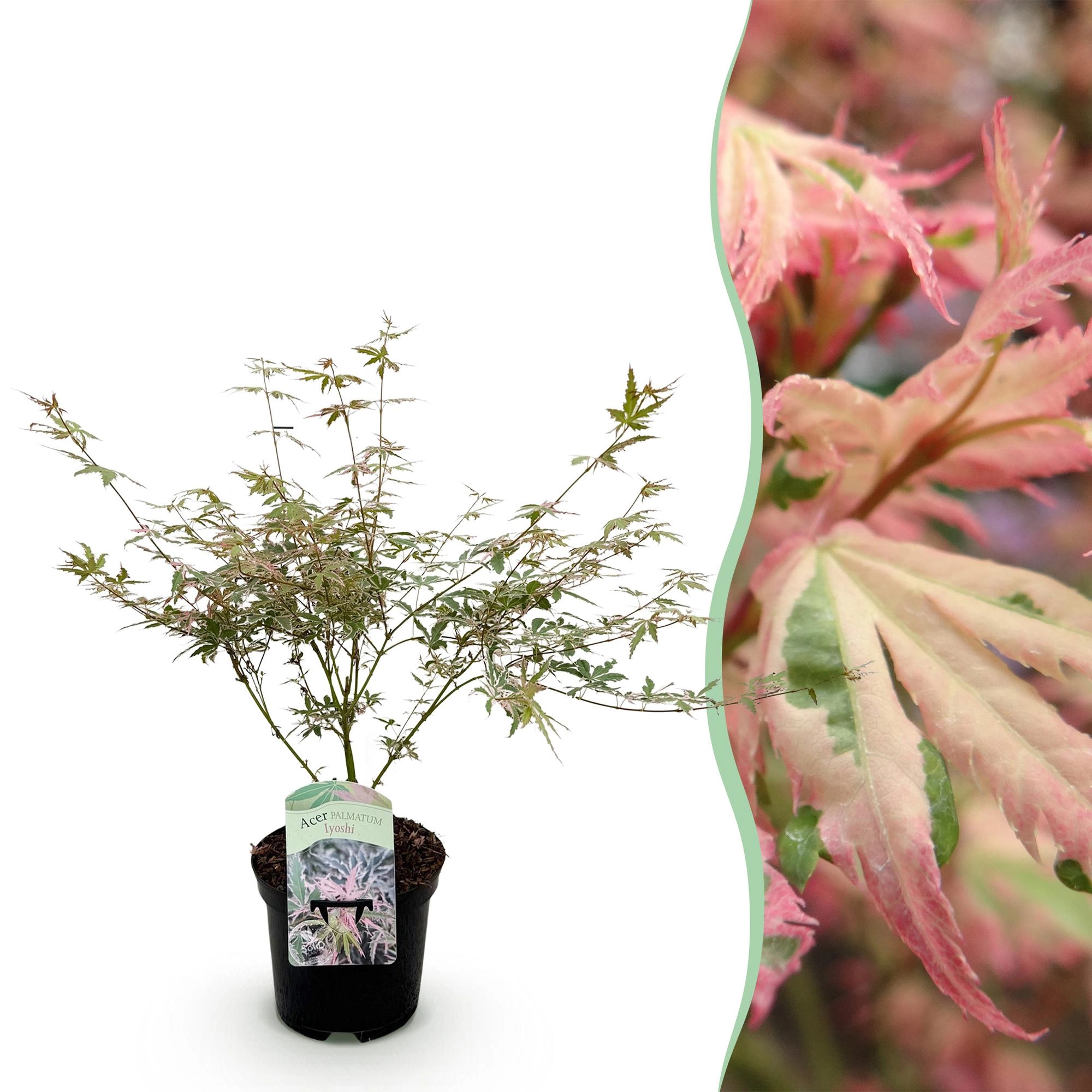 Acer palmatum Iyoshi Bild 1