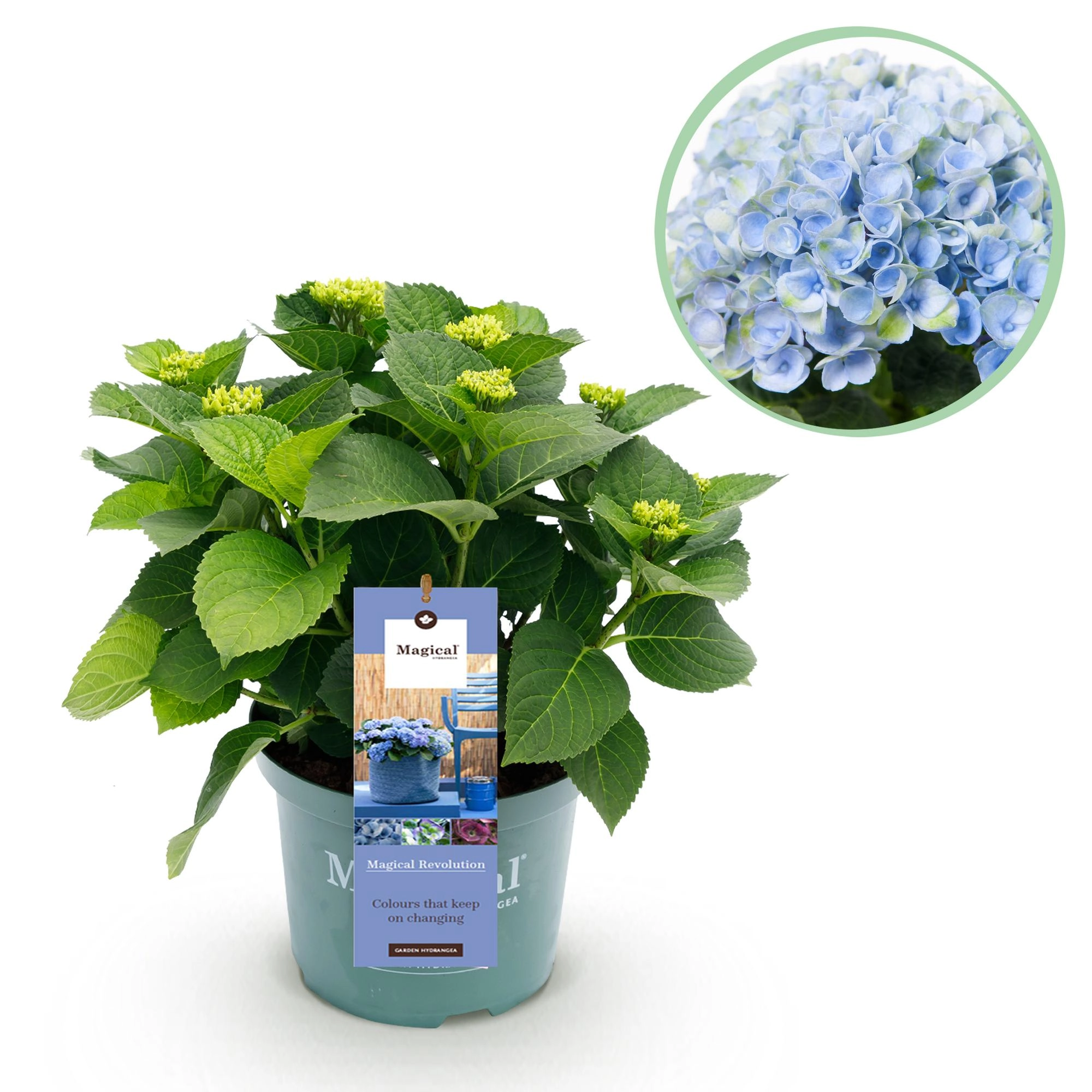 Garten Hortensie - Hydrangea macrophylla Magical Revolution Blue