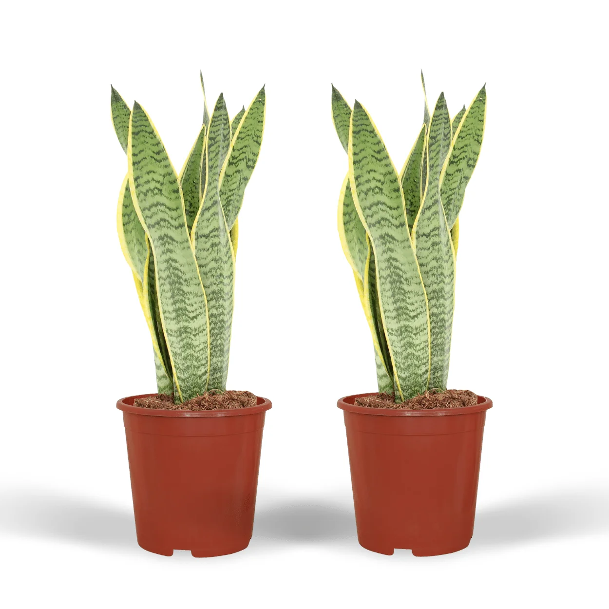 Sansevieria Laurentii – Frauenzunge