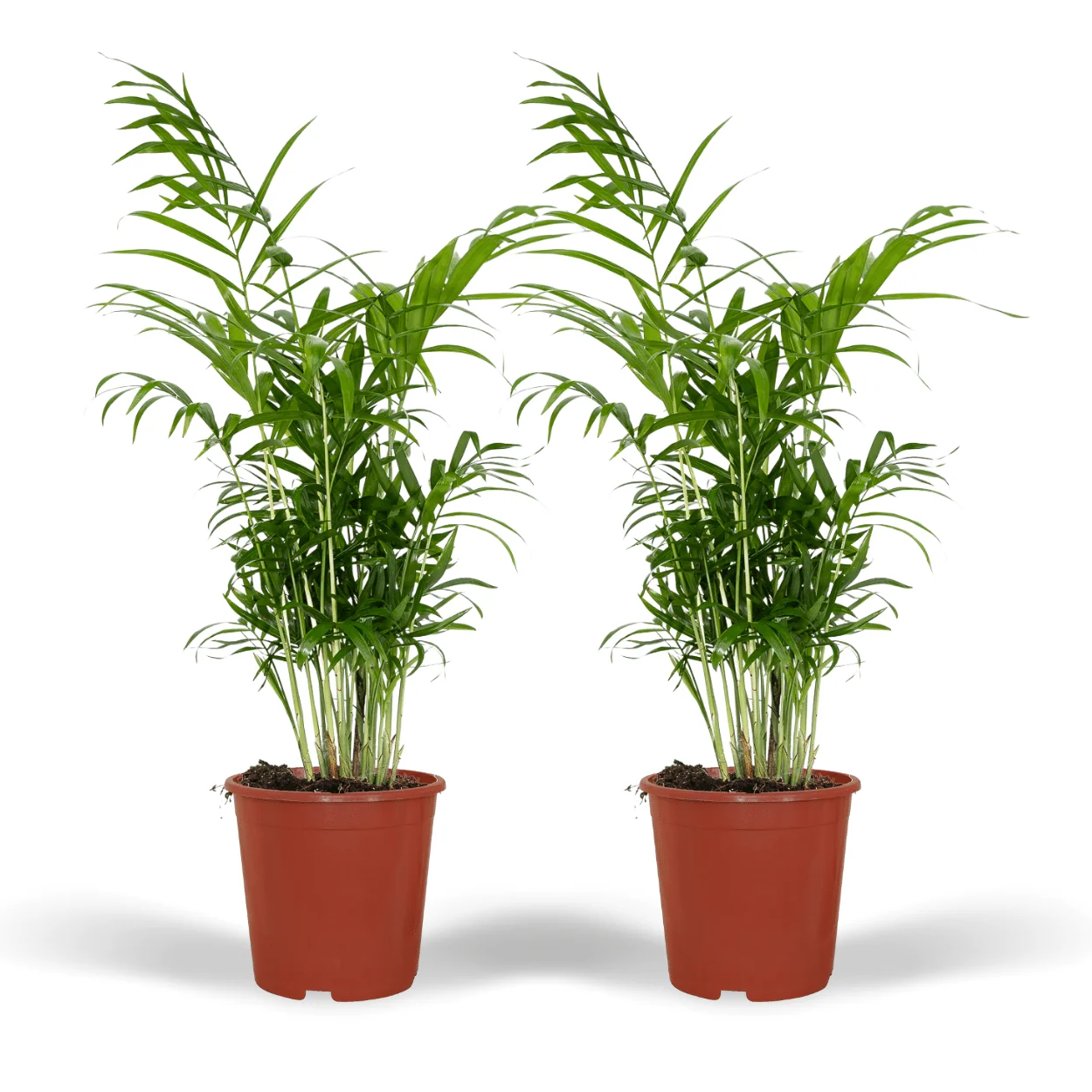 Chamaedorea Elegans – Mexikanische Bergpalme