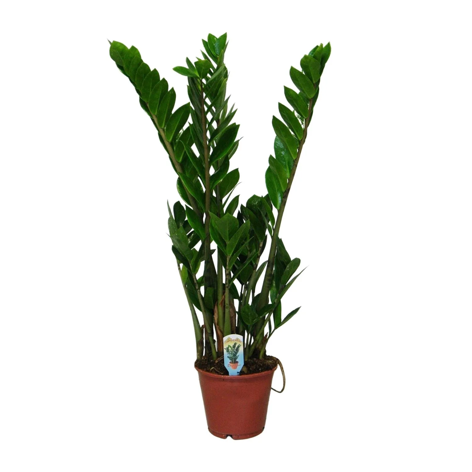 Zamioculcas zamiifolia – ZZ-Pflanze