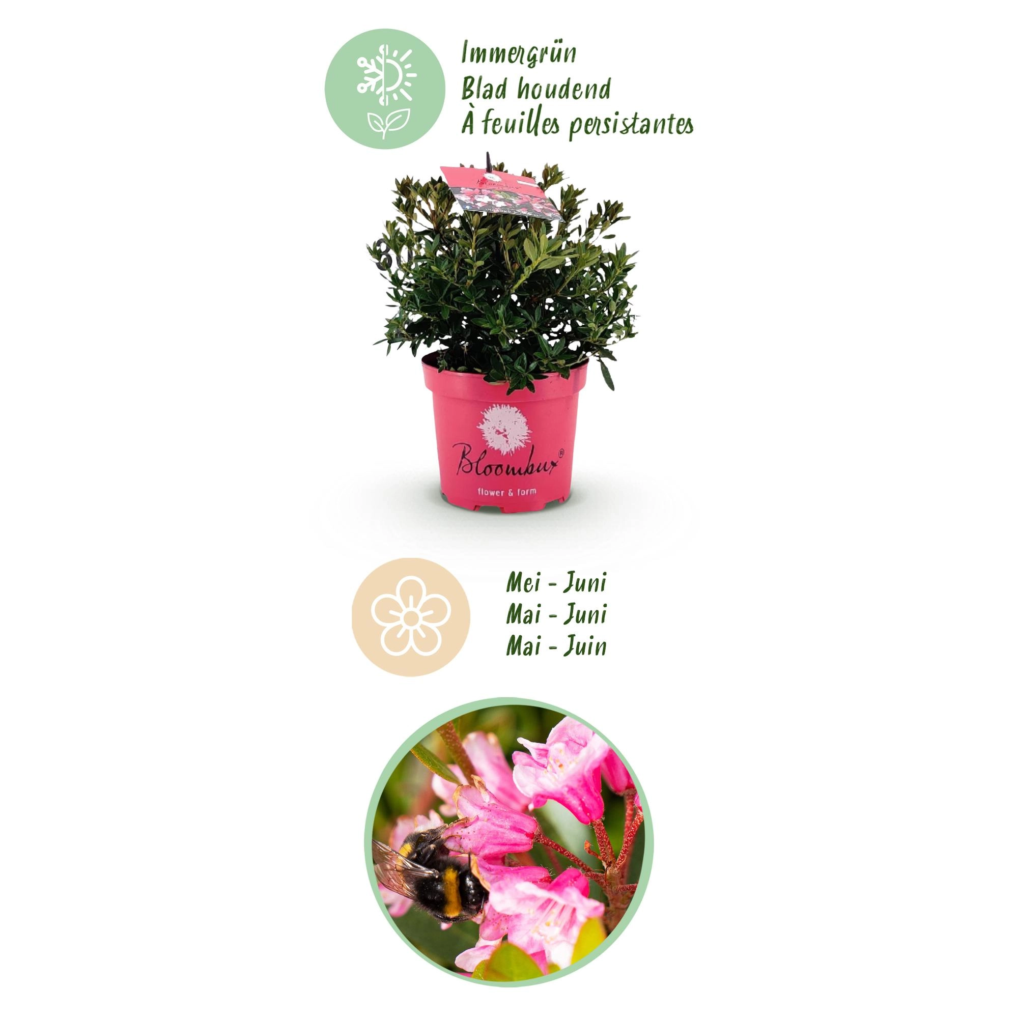 Green boutiQ - Zwerg-Rhododendron - Rhododendron Bloombux Magenta - Blühende Buxus - Wenig Pflege - Rosa Blüte - 6 Pflanzen - Topf 17cm - Höhe 30-40cm Bild 4